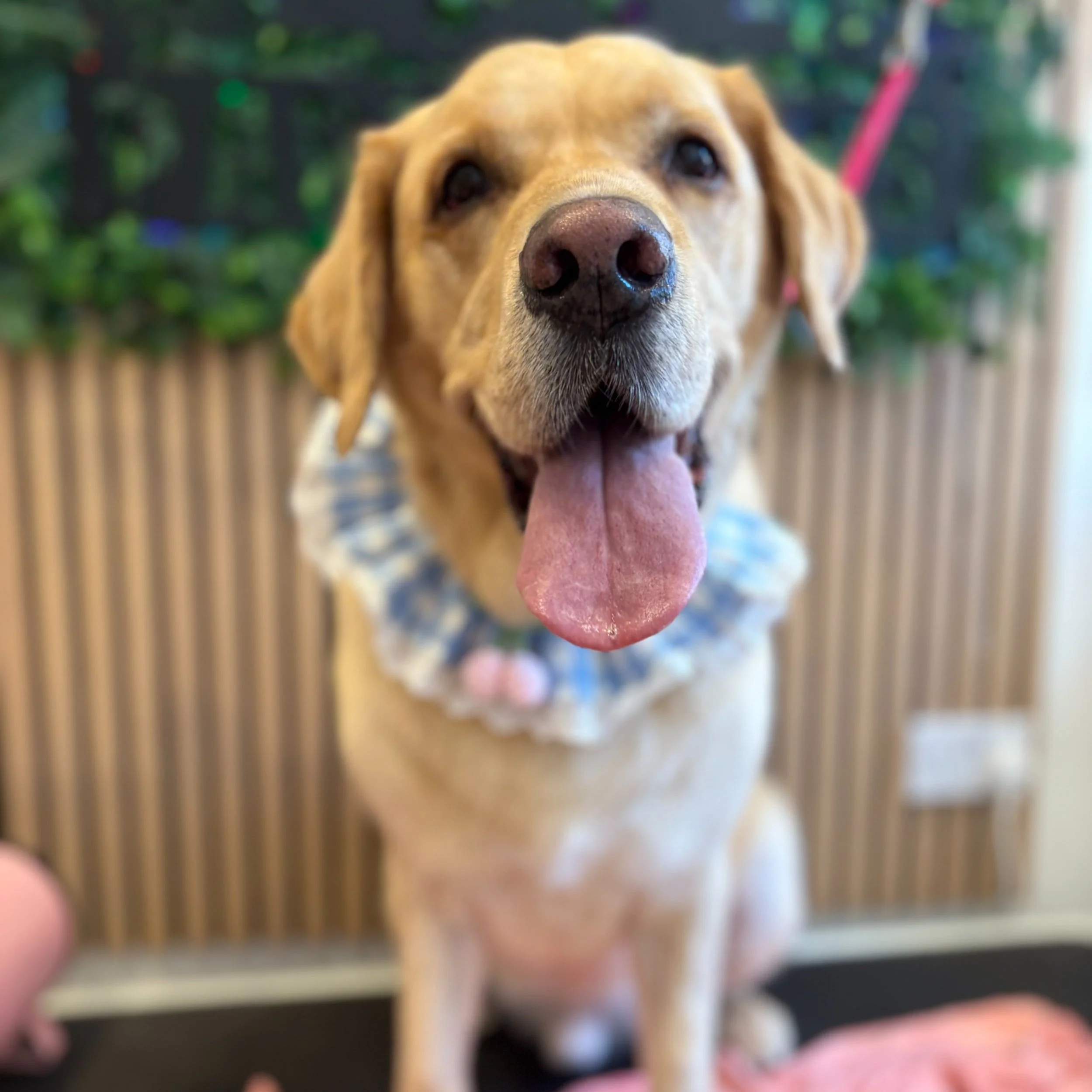 Finn - Deshed Groom