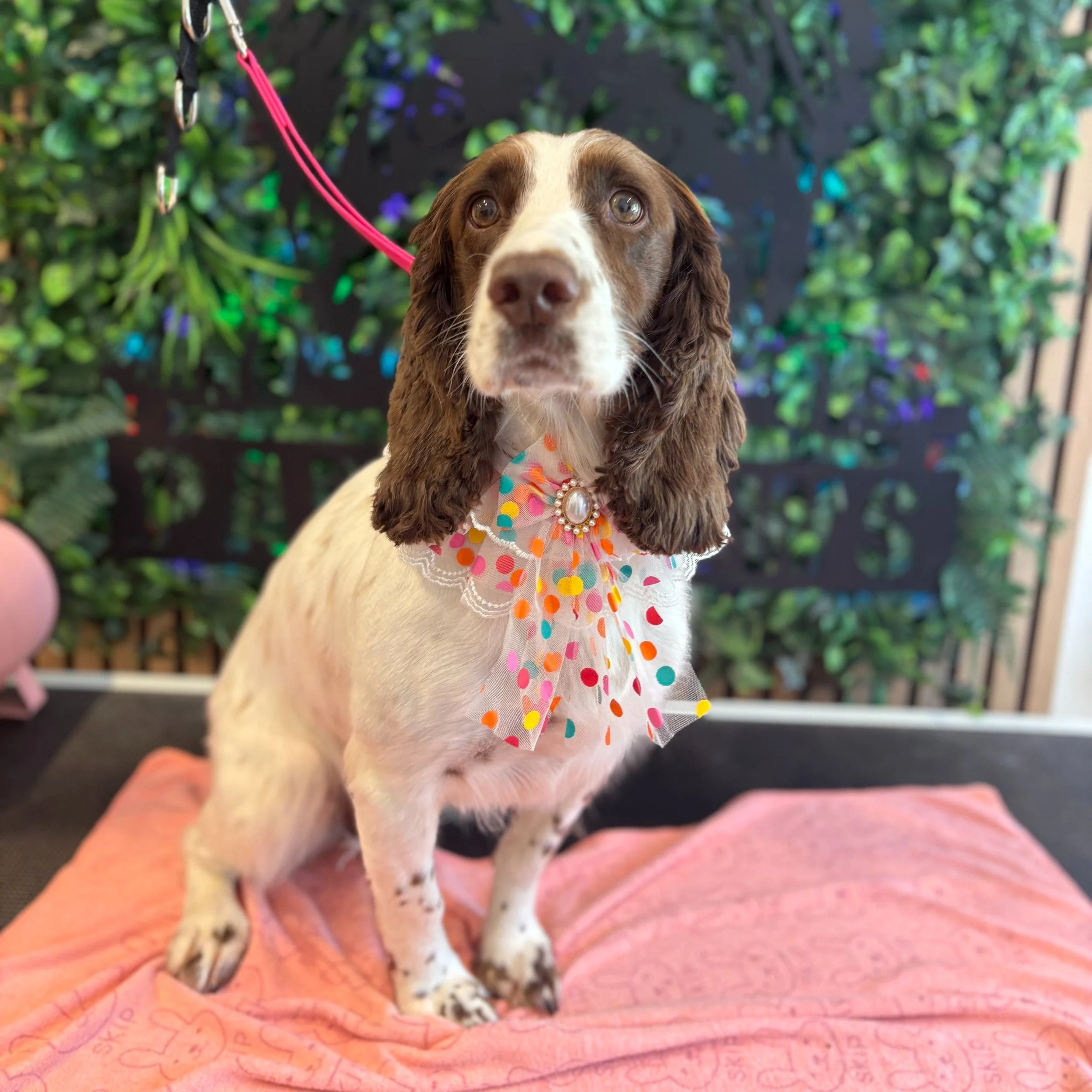 Izzi - Full Groom