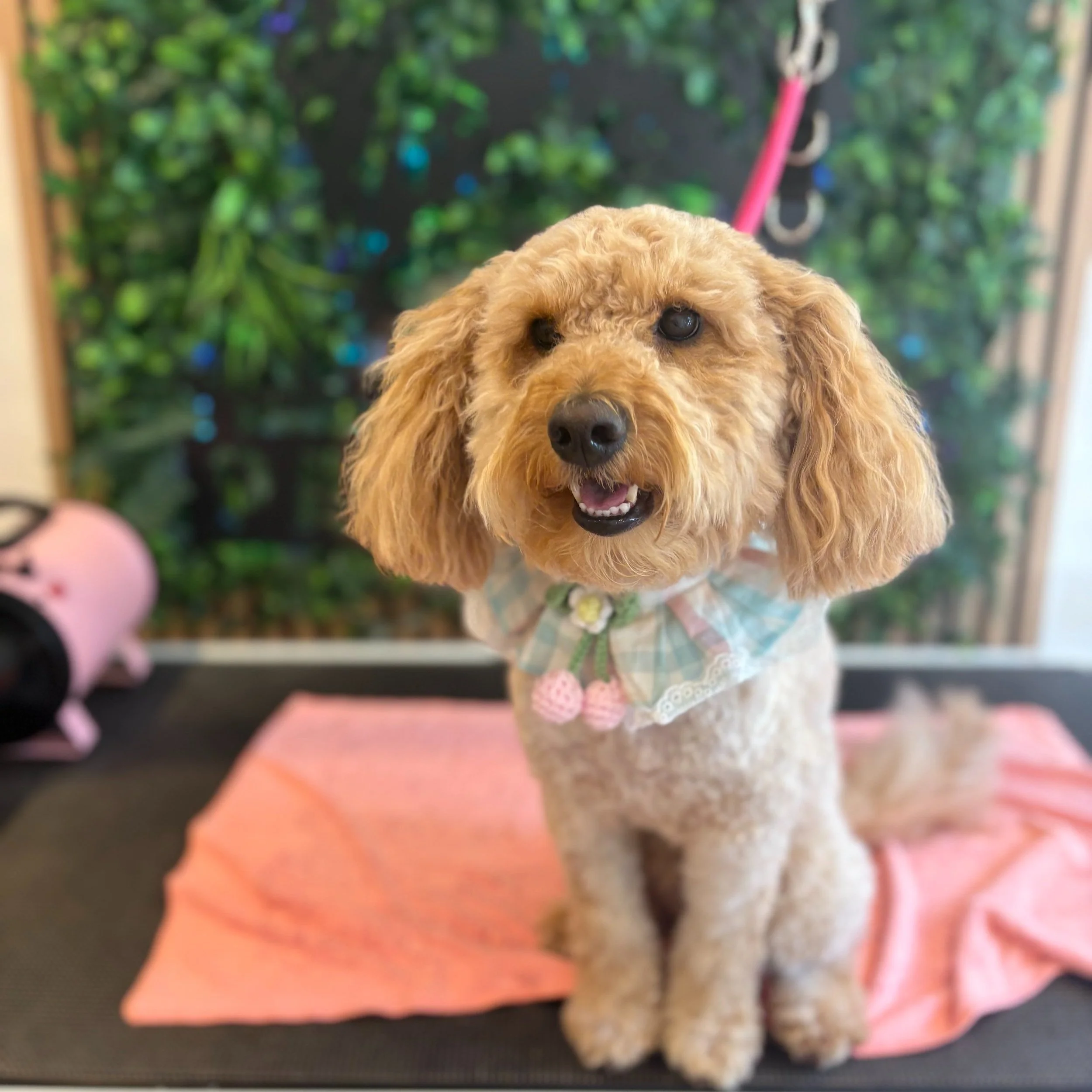 Ted - Full Groom