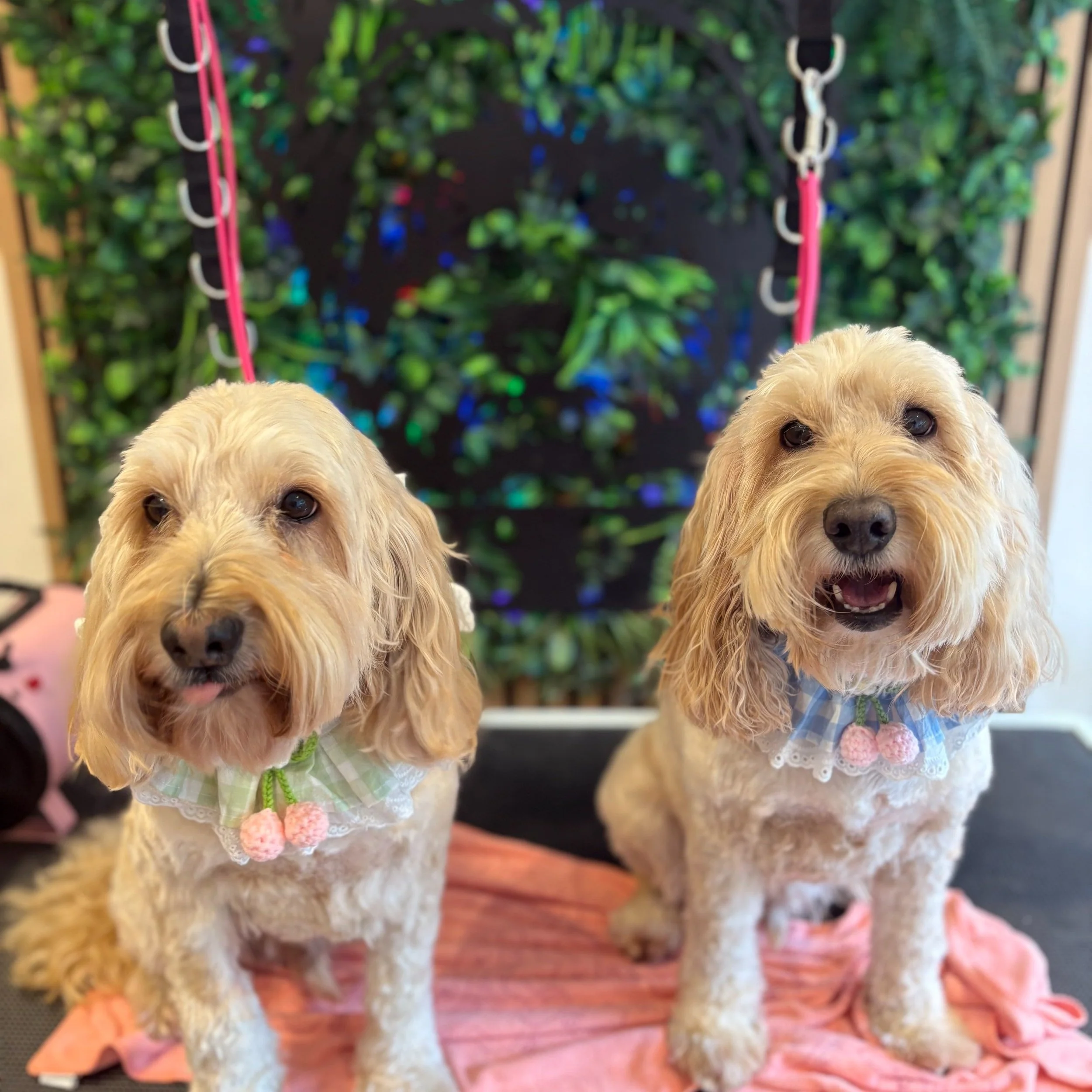 Chas & Harley - Full Groom