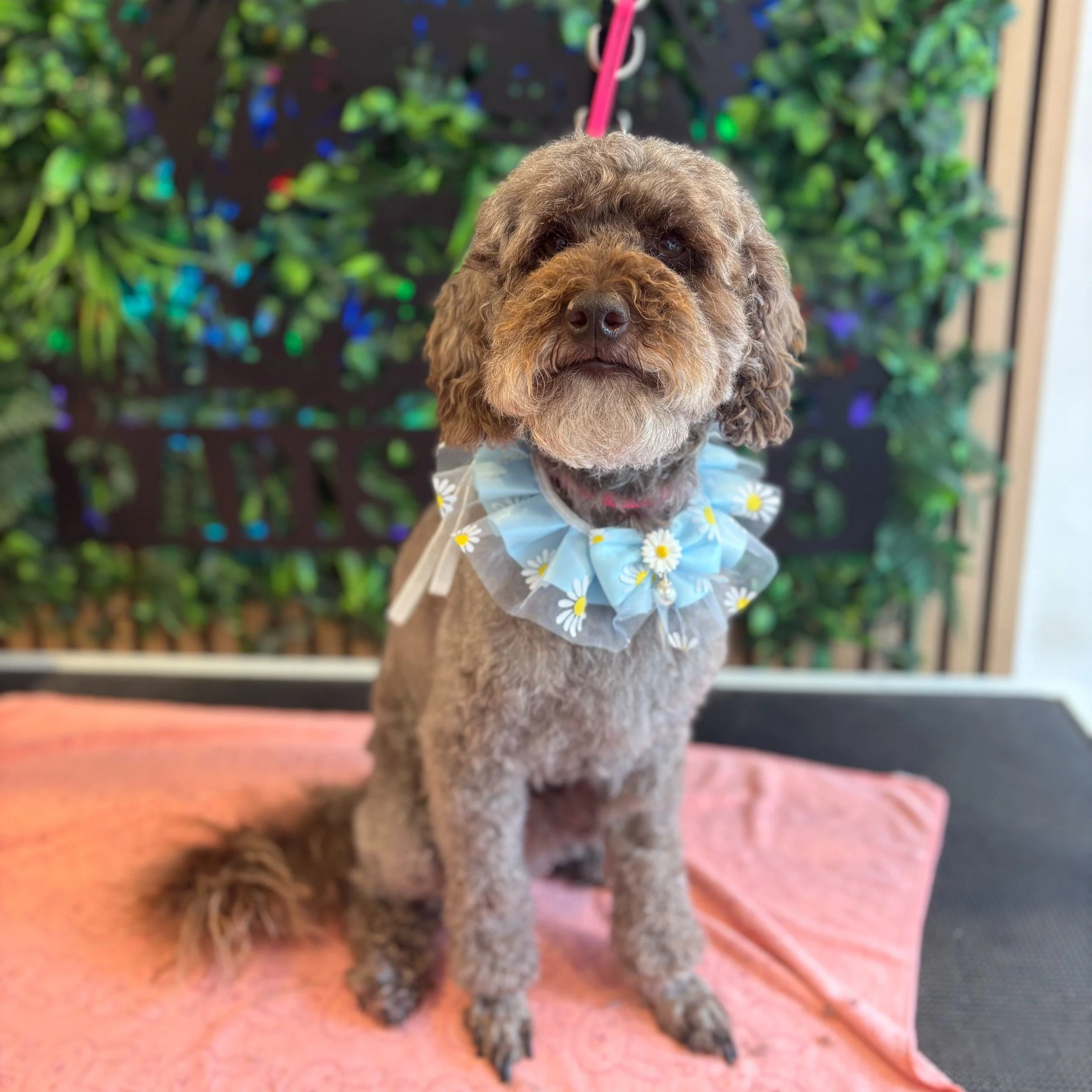 Teddy - Full Groom