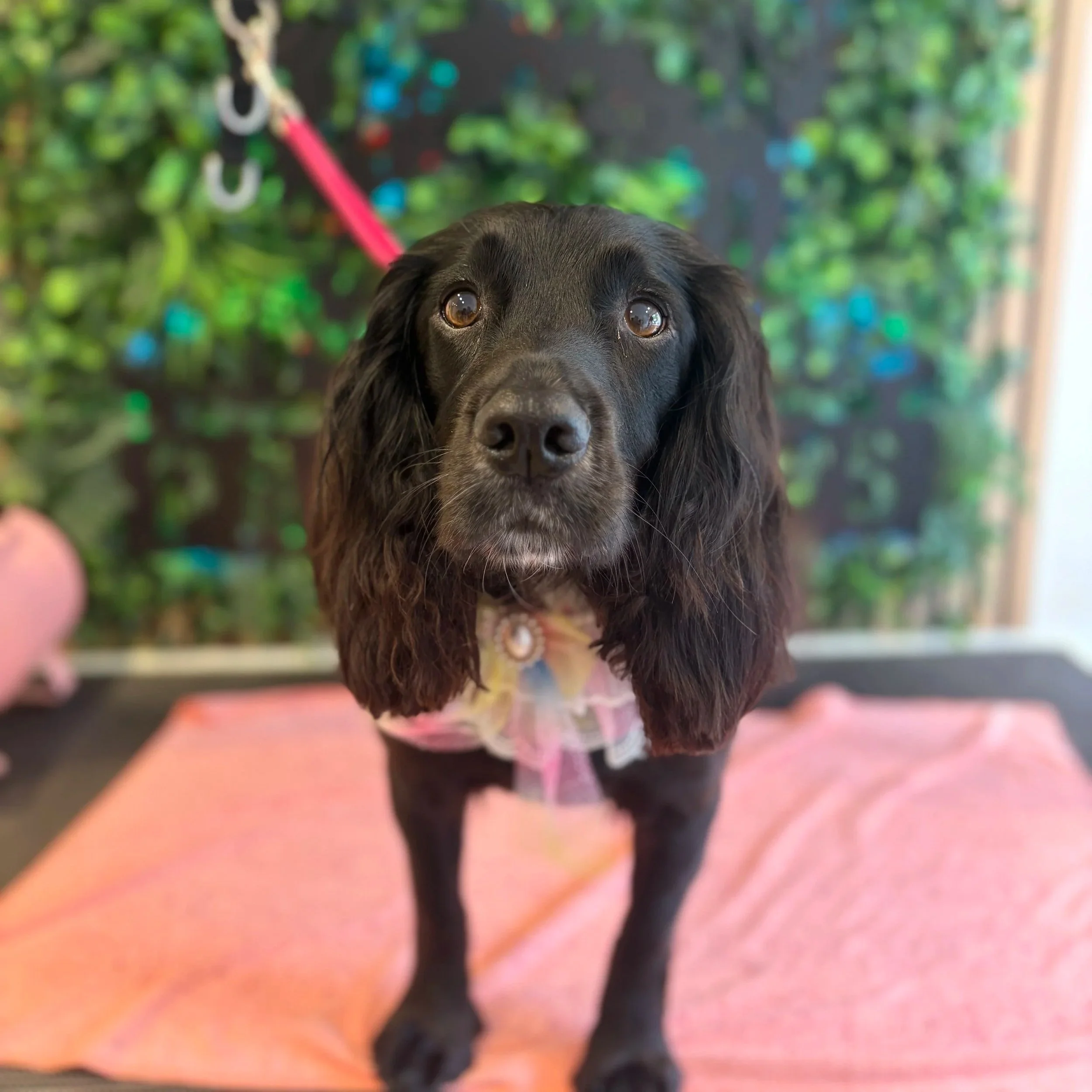 Isla - Full Groom