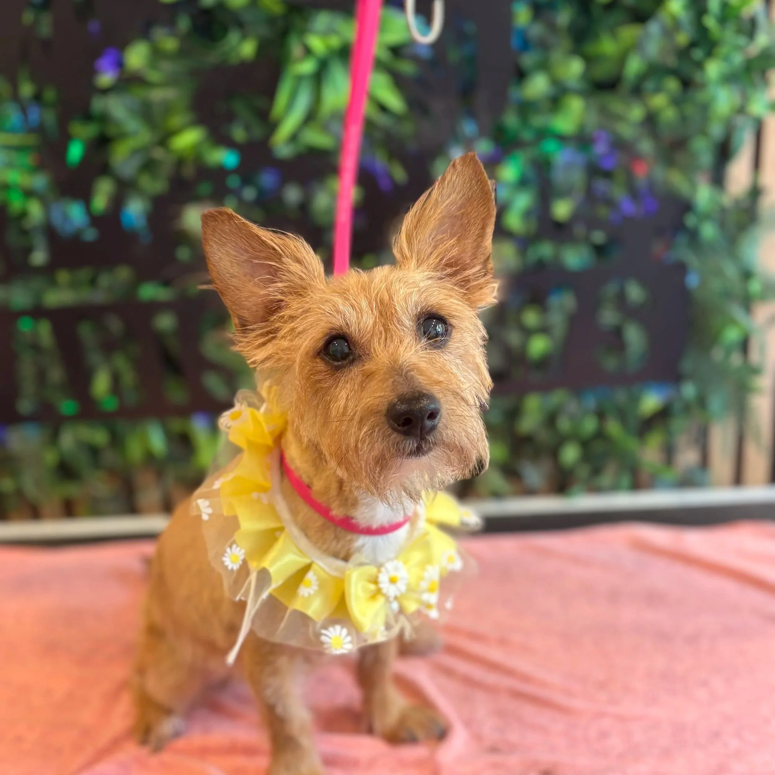Tilly - Full Groom