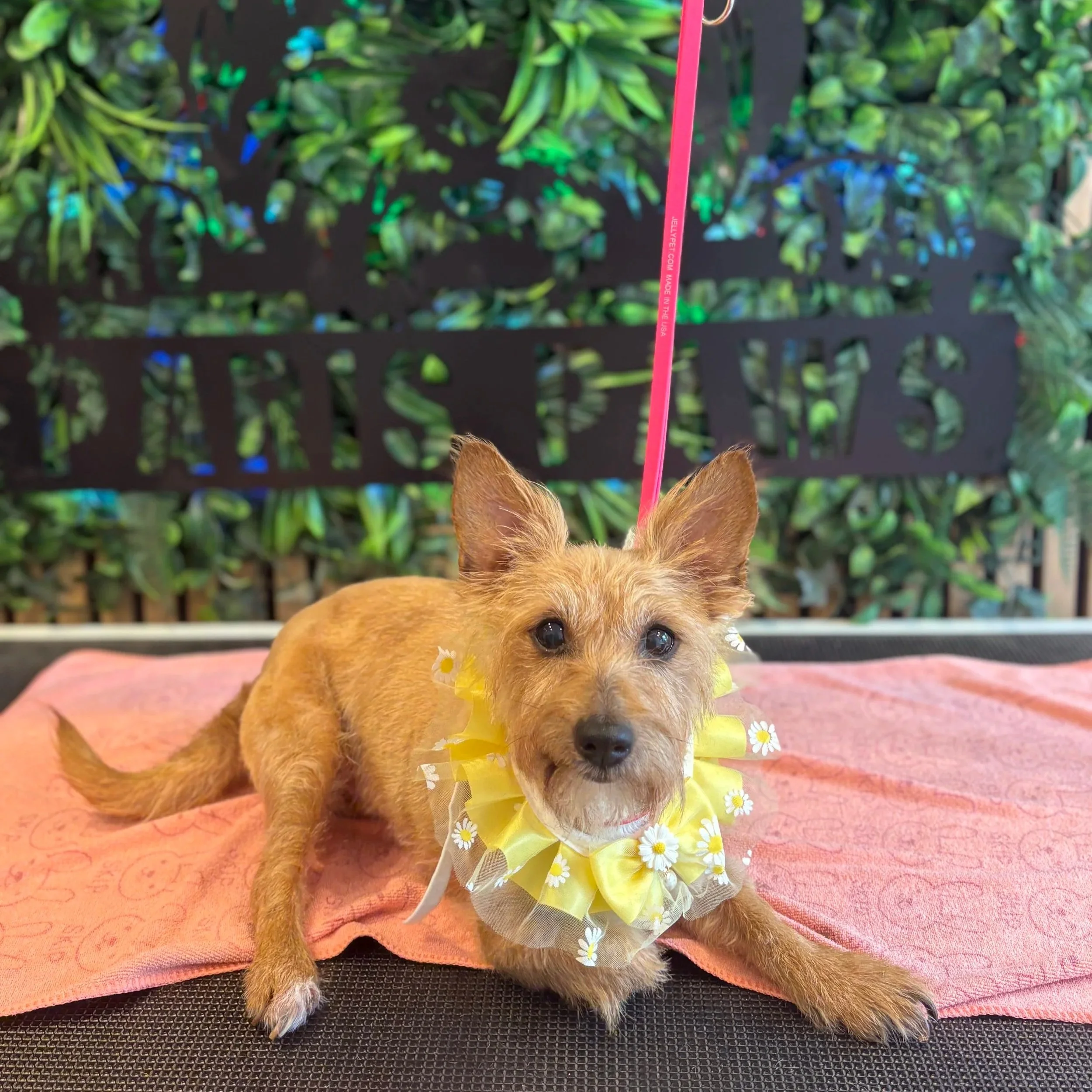 Tilly - Full Groom