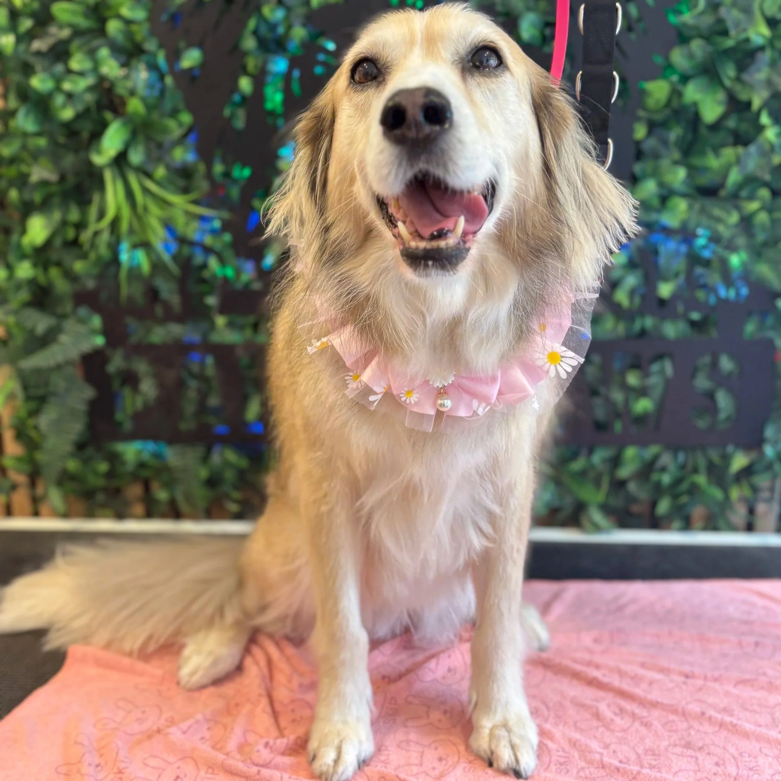 Peaches - Full Groom