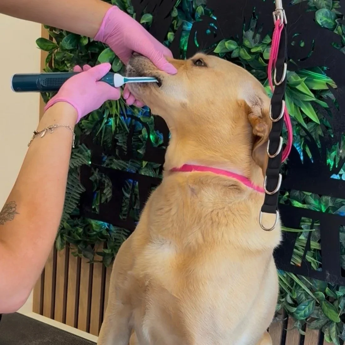 Pippa - Emmi-Pet Teeth Cleaning