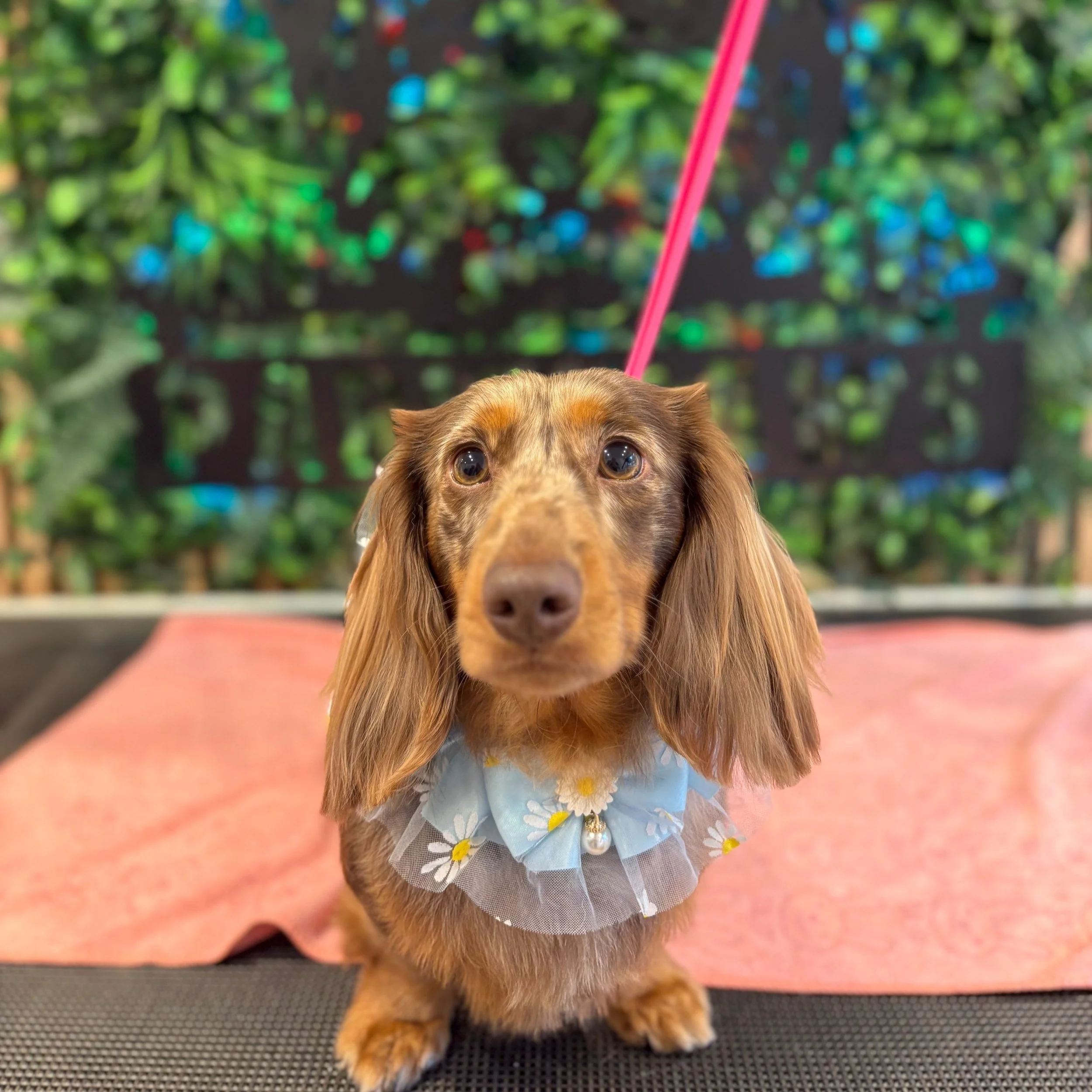 Rolo - Full Groom