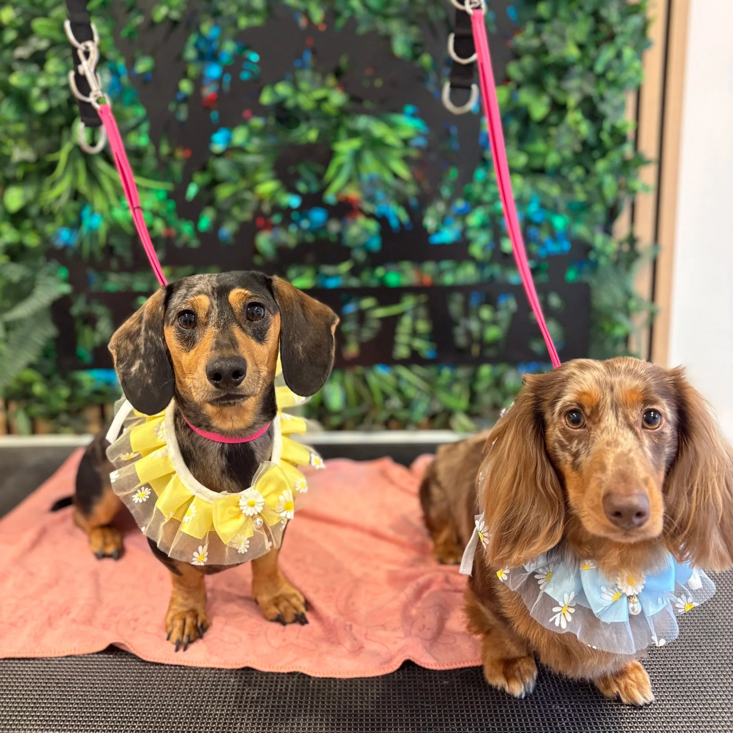 Rolo & Milo