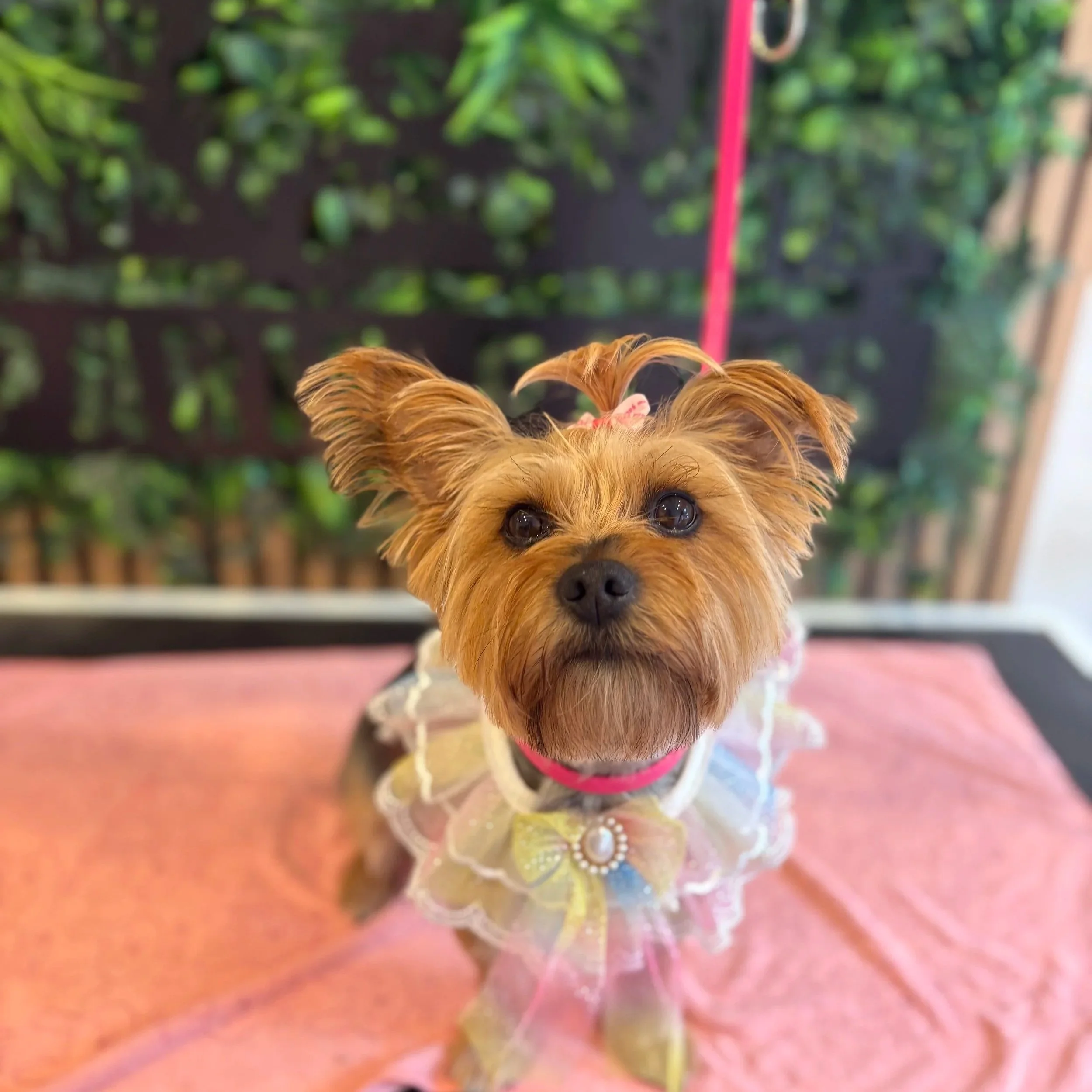 Audrey-Paris - Full Groom