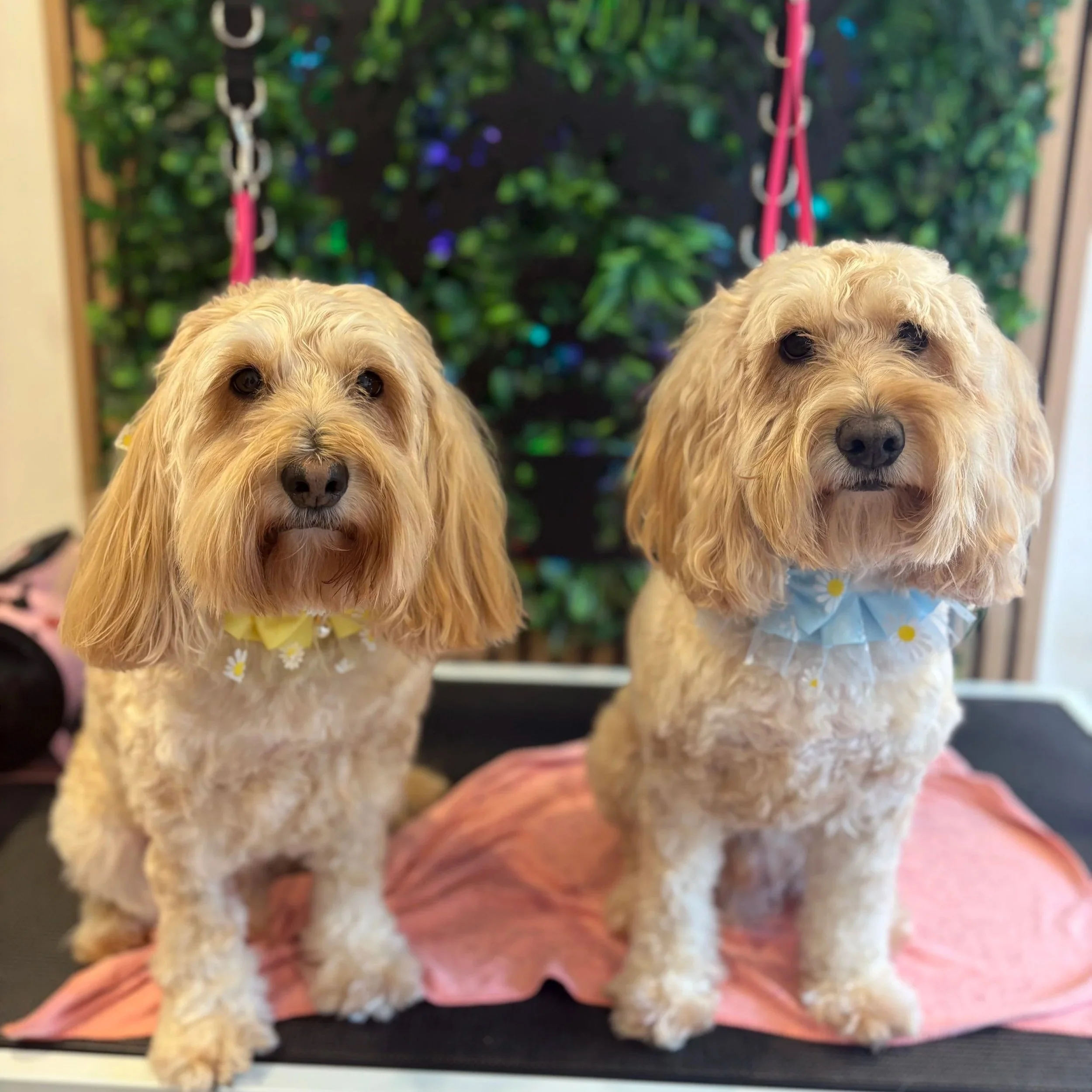 Chas & Harley - Wash & Go