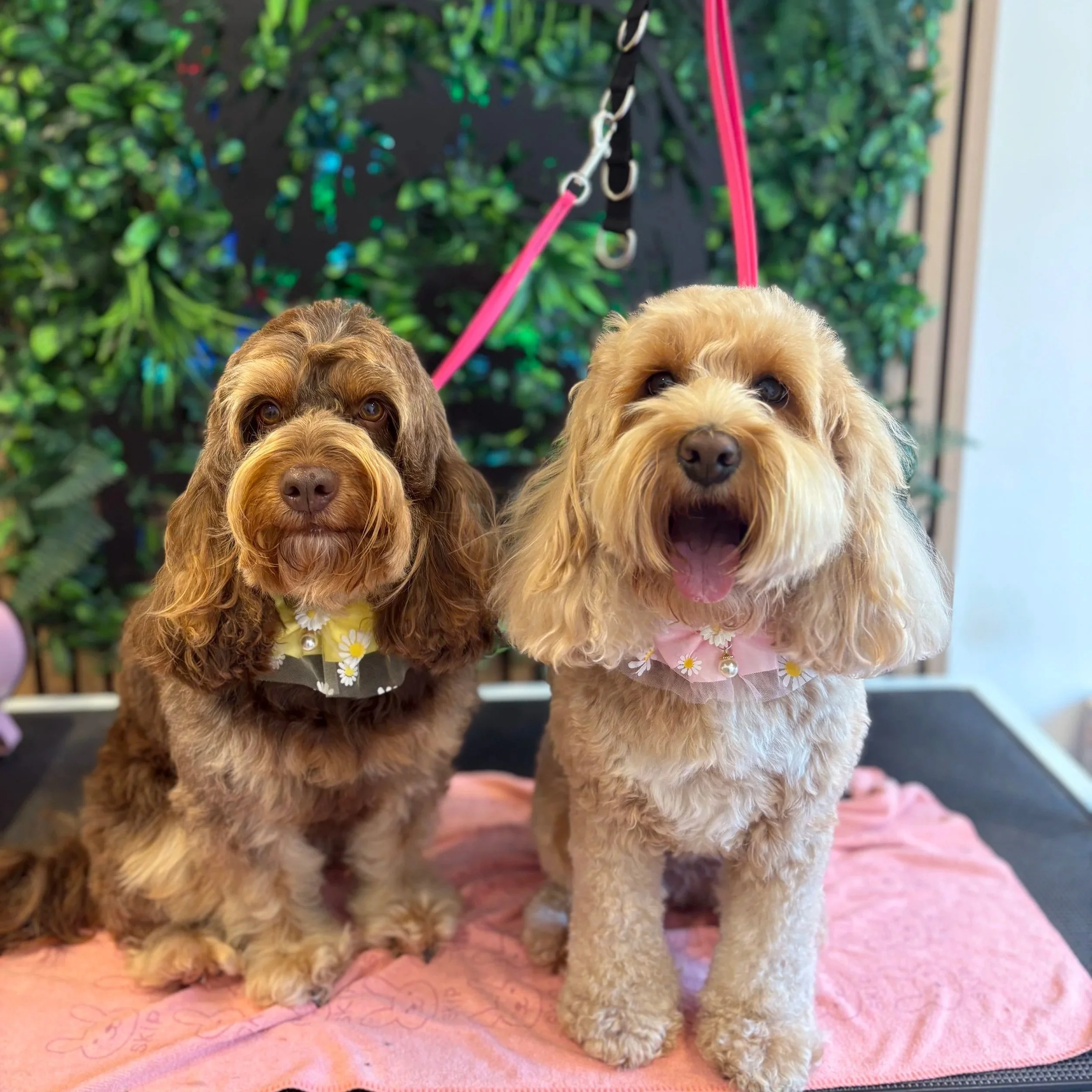 Orla & Wren - Wash & GO
