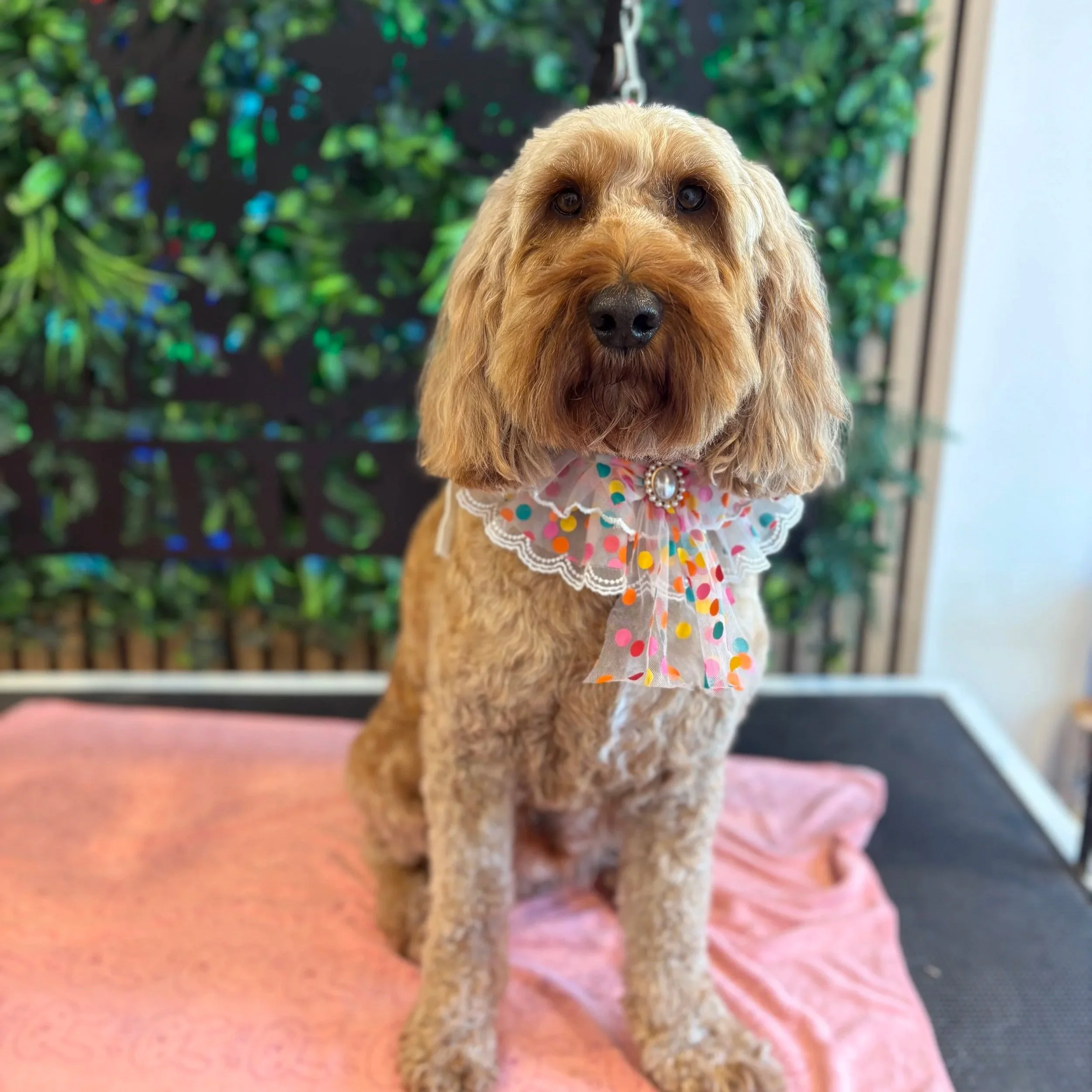 Bailey - Full Groom