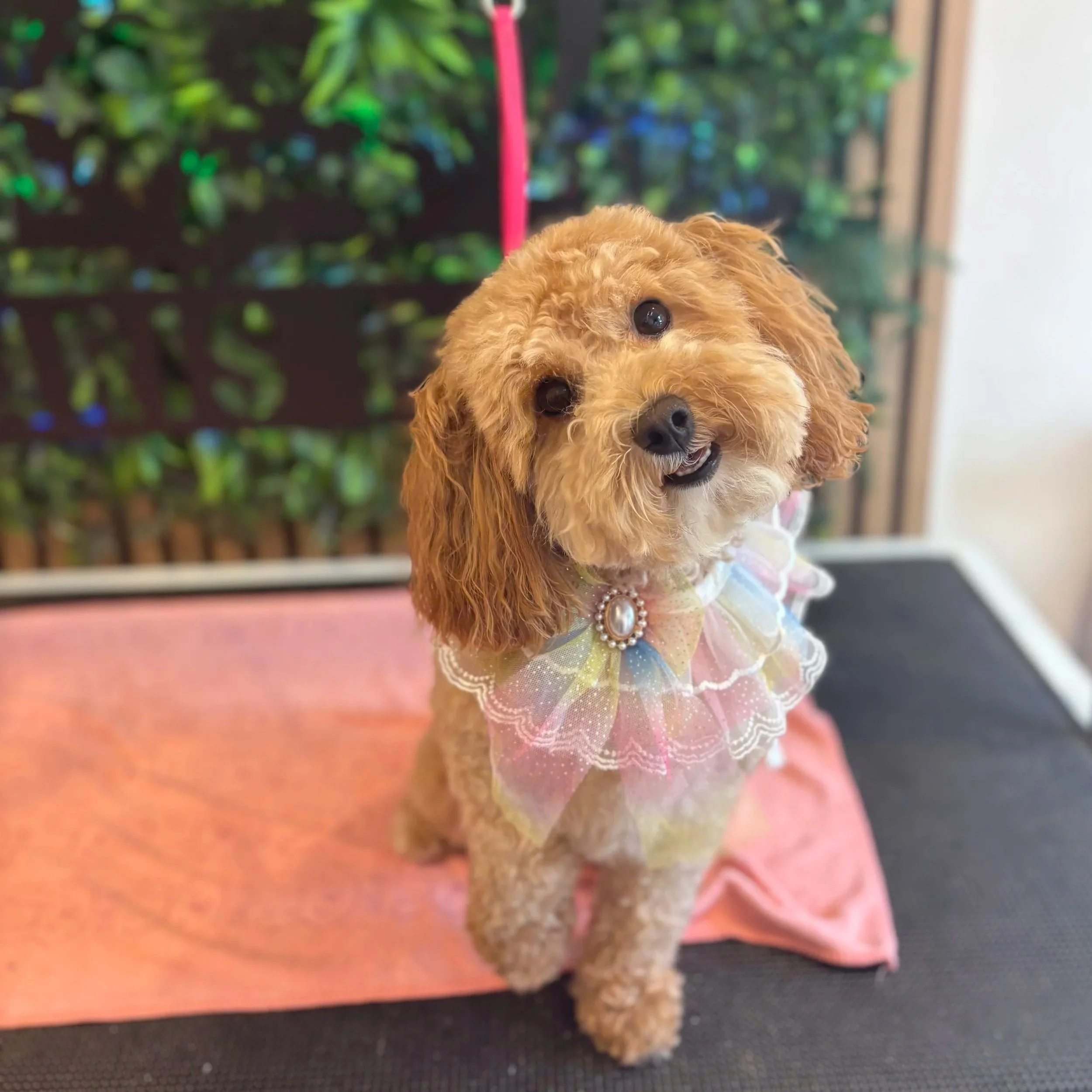 Daisy - Full Groom