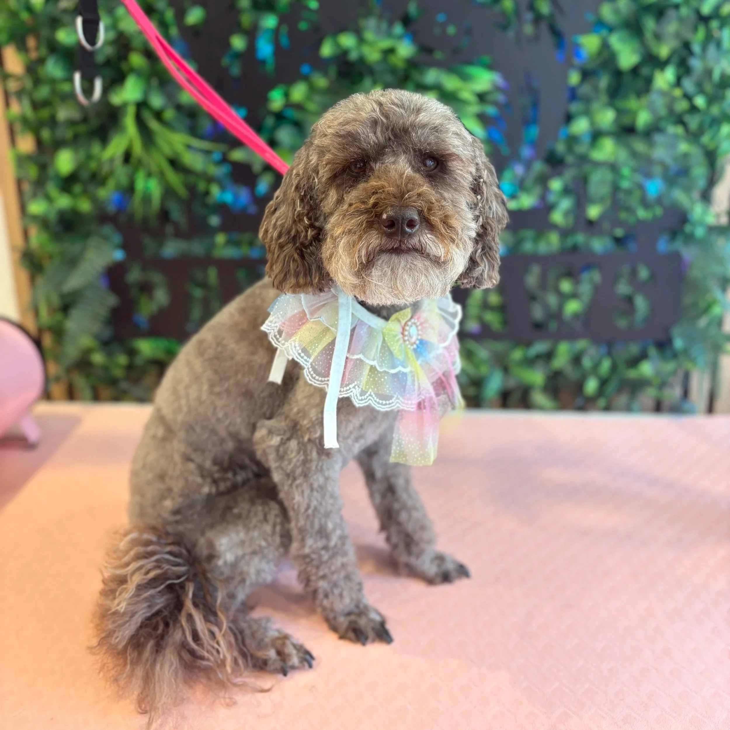 Teddy - Full Groom