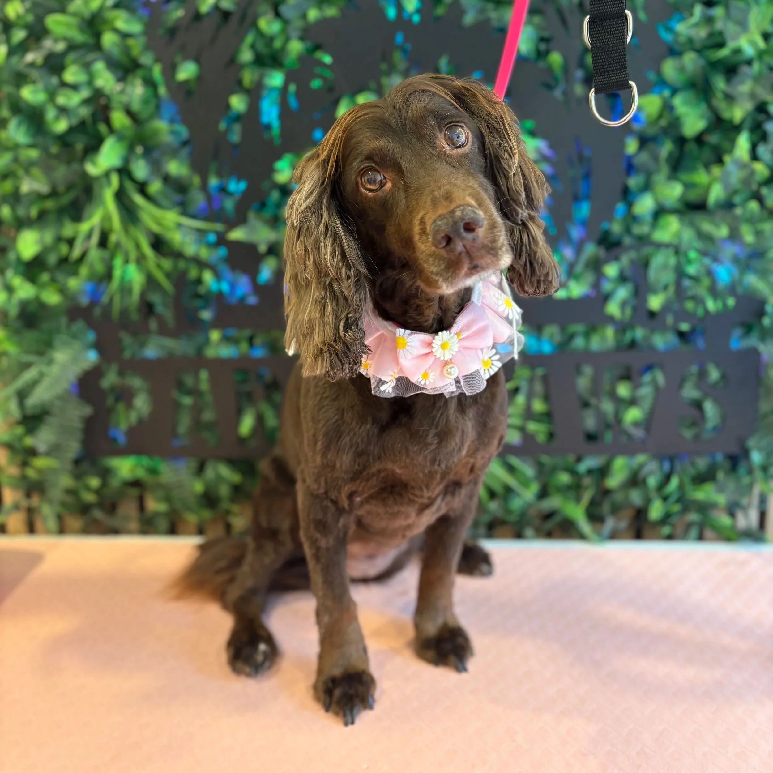 Olive - Full Groom