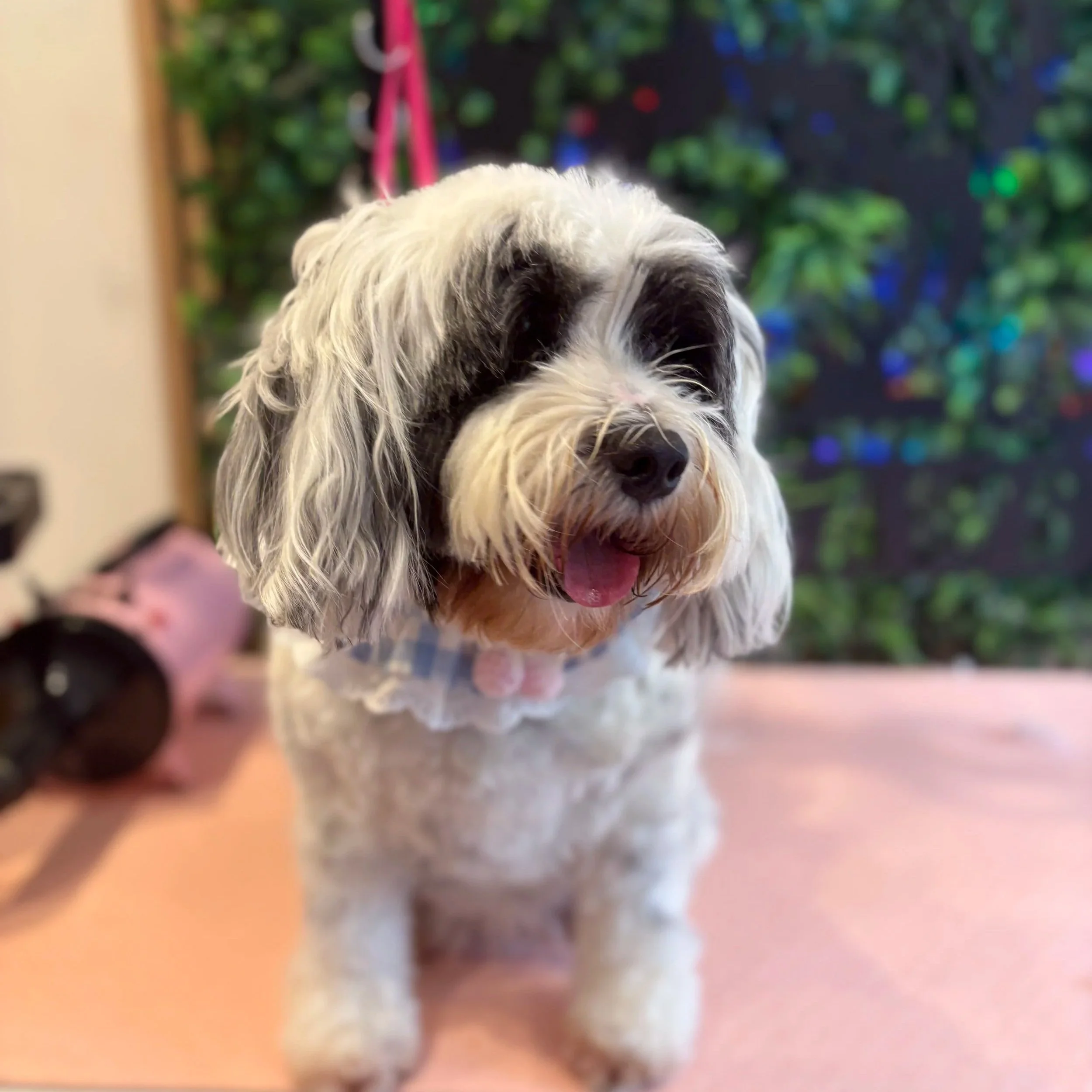 Tilly - Full Groom