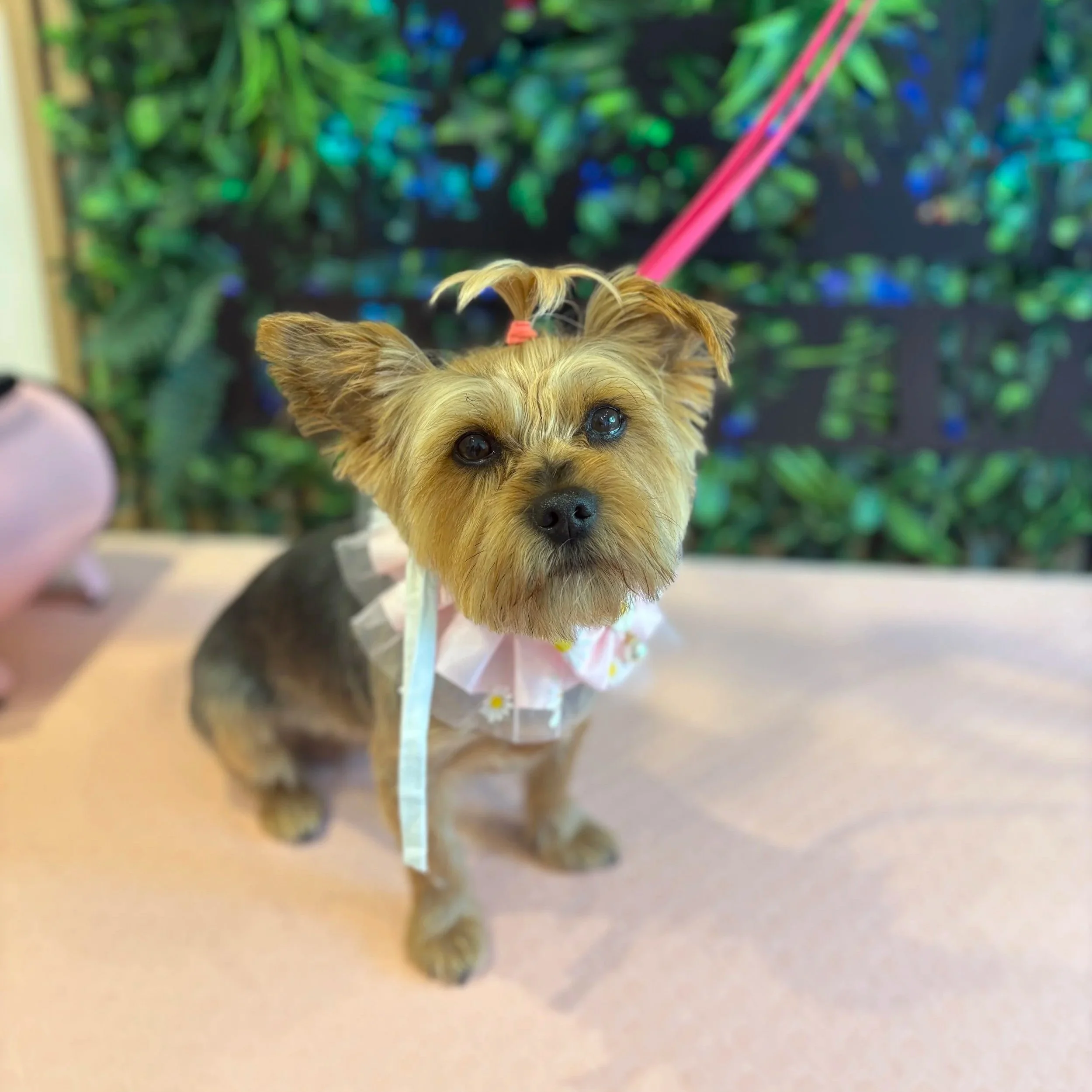 Audrey-Paris - Full Groom