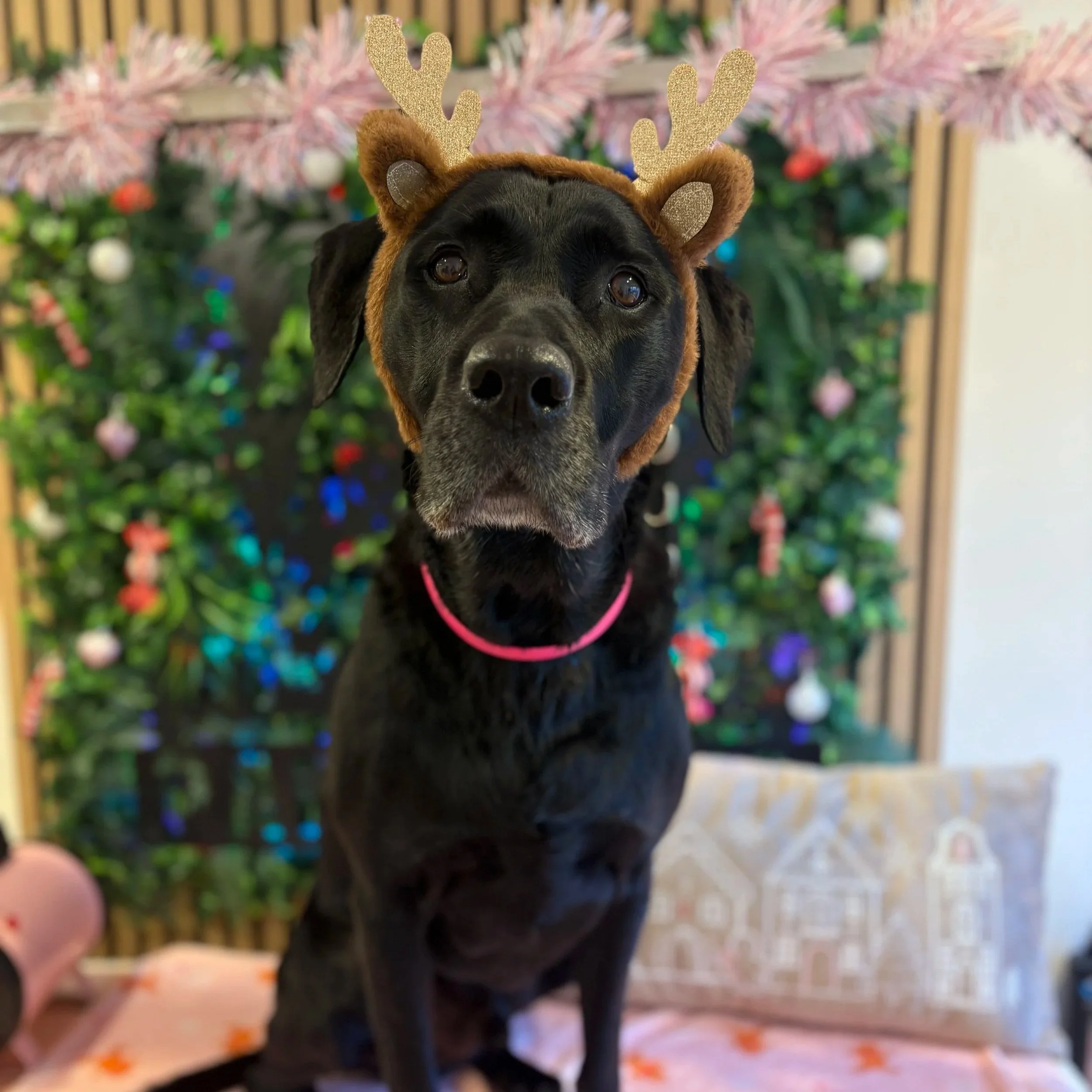 Chester - Bath & Blowdry