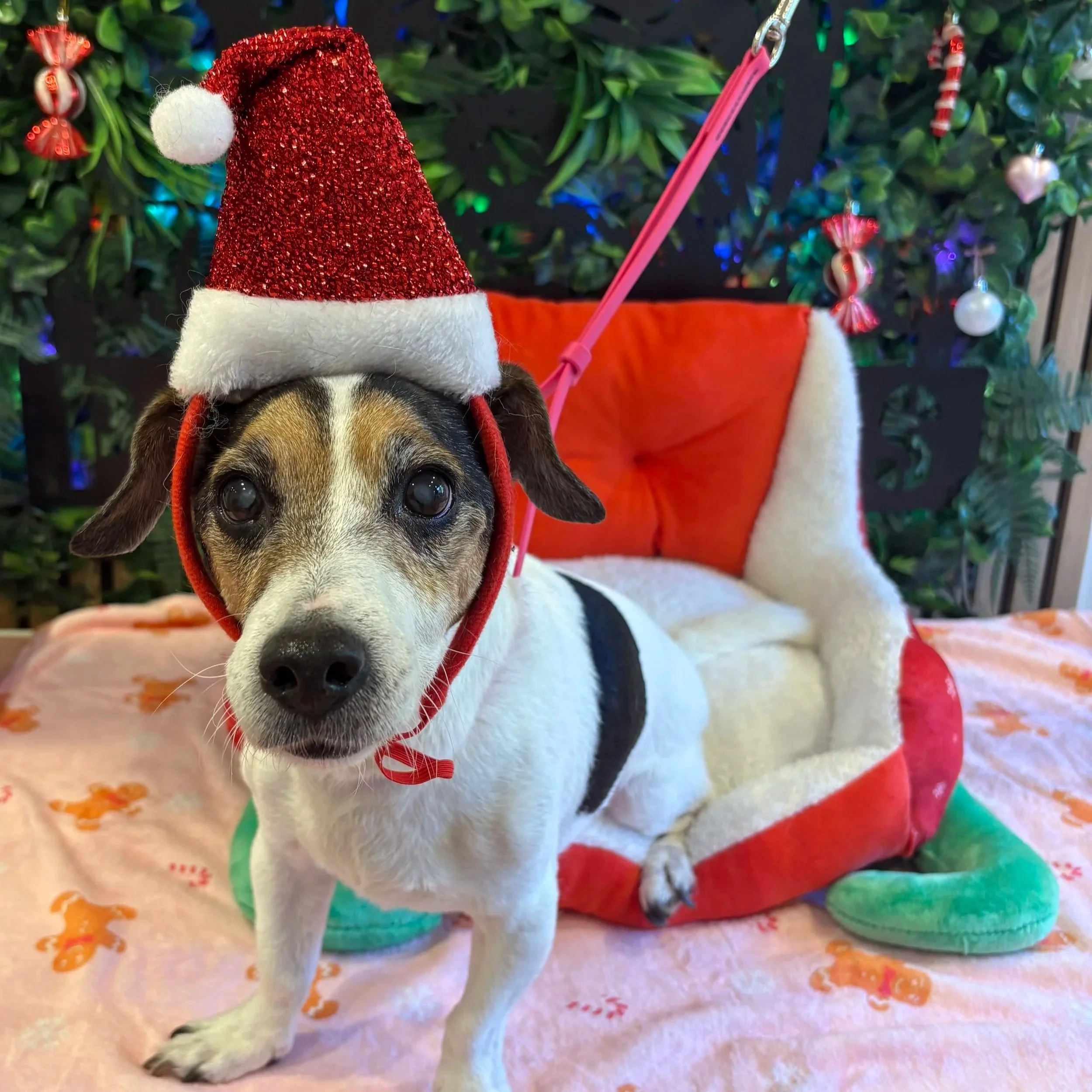 Junior - Bath & Tidy