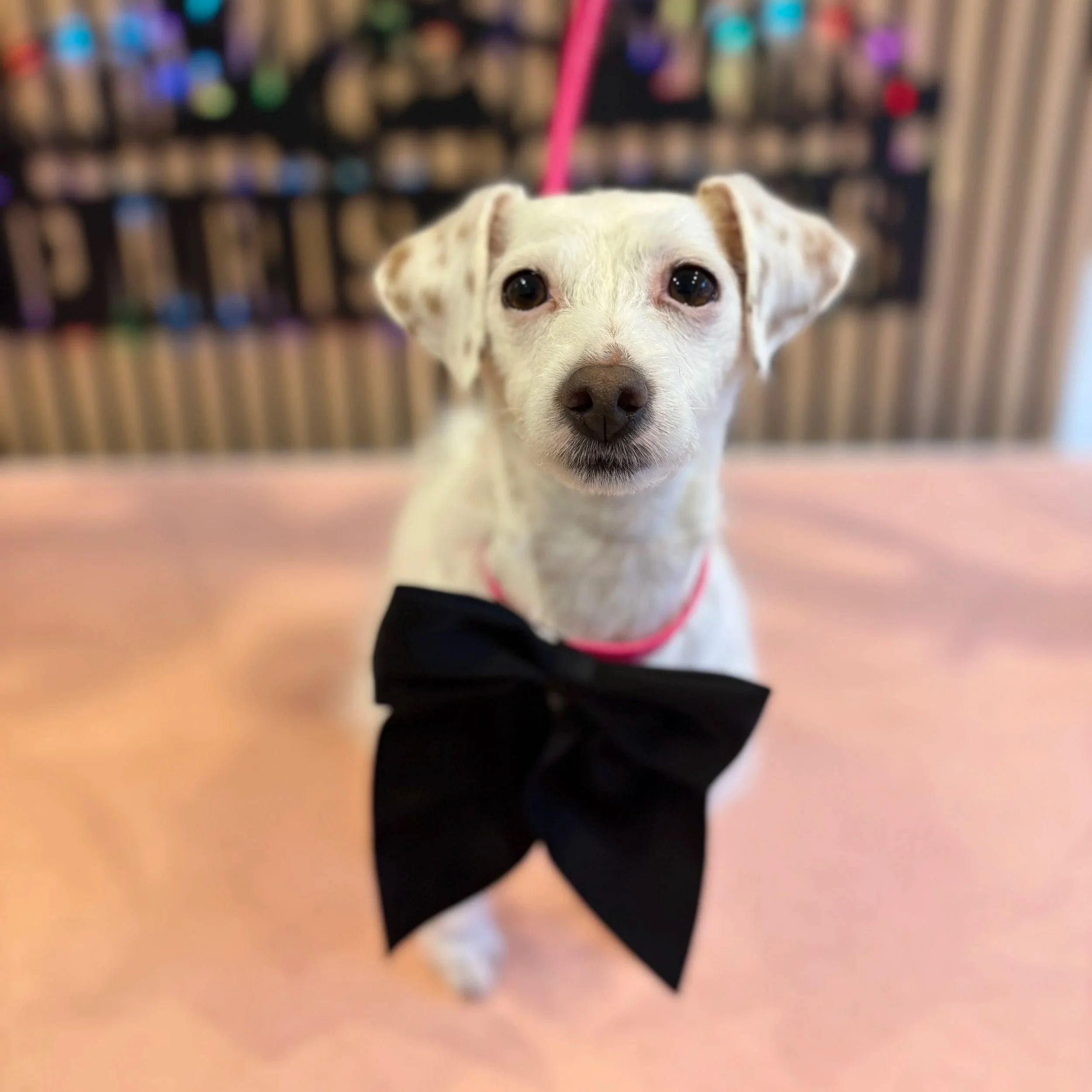 Snowy - Bath & Blowdry