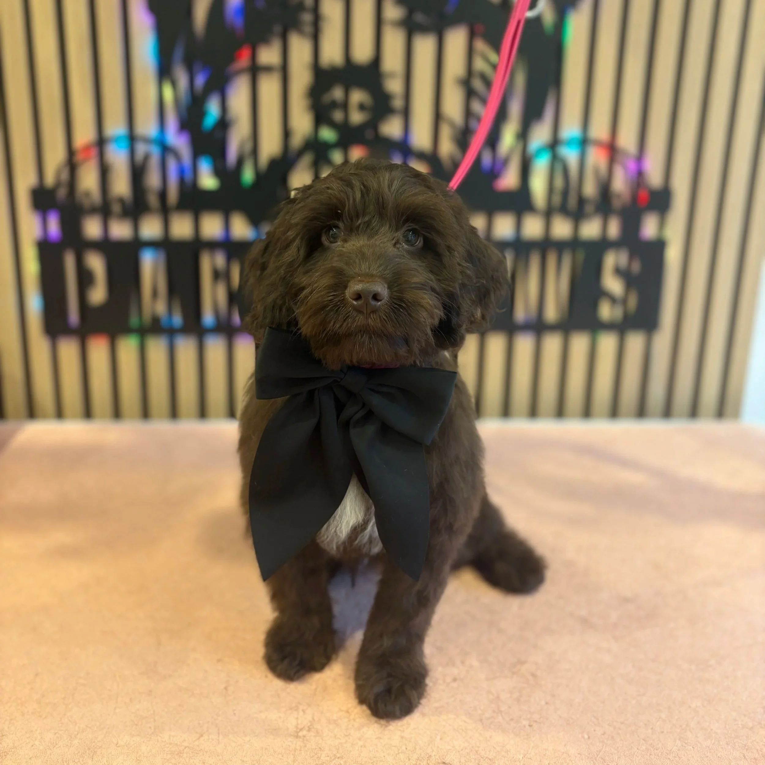 Charlie - Puppy Groom