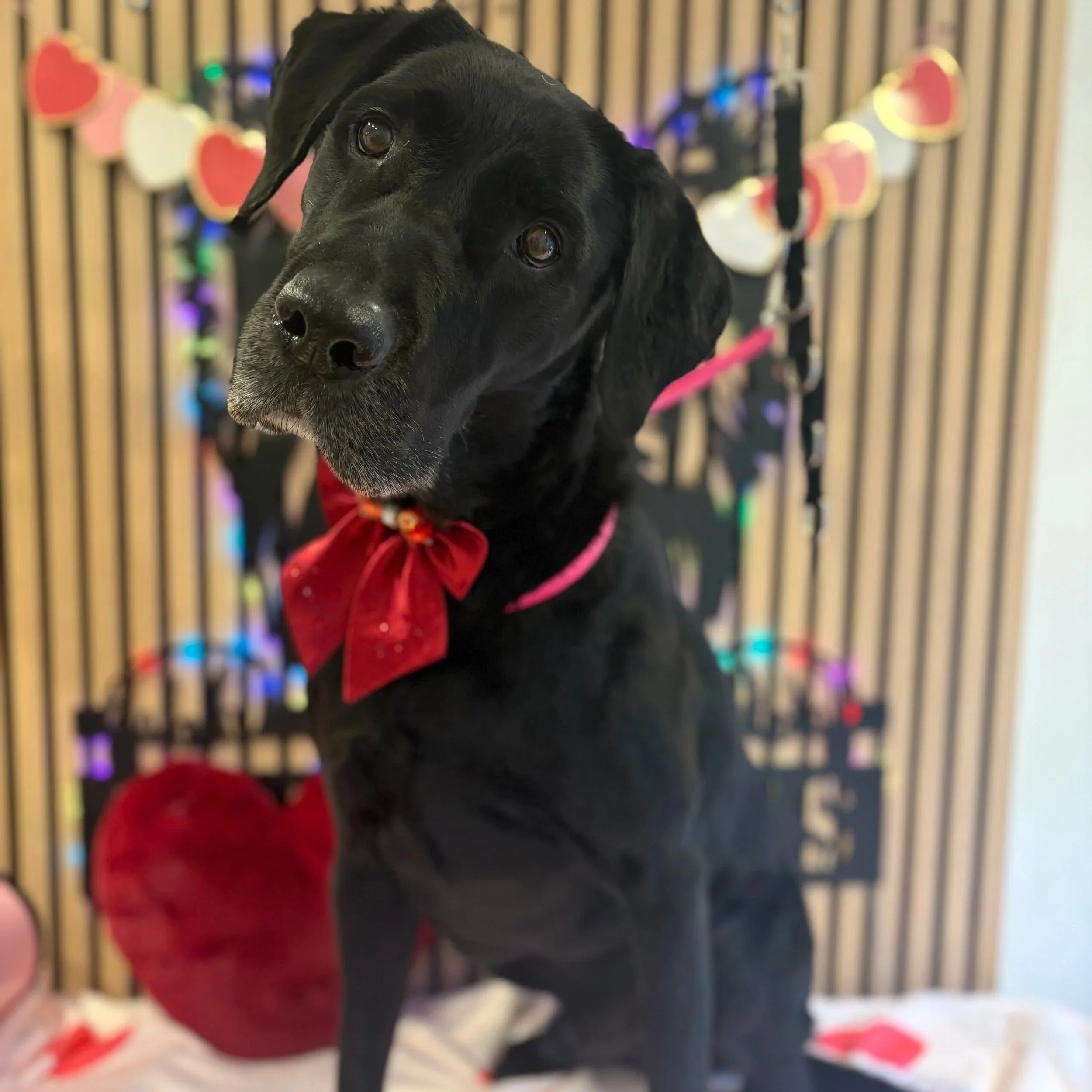 Chester - Bath & Blowdry