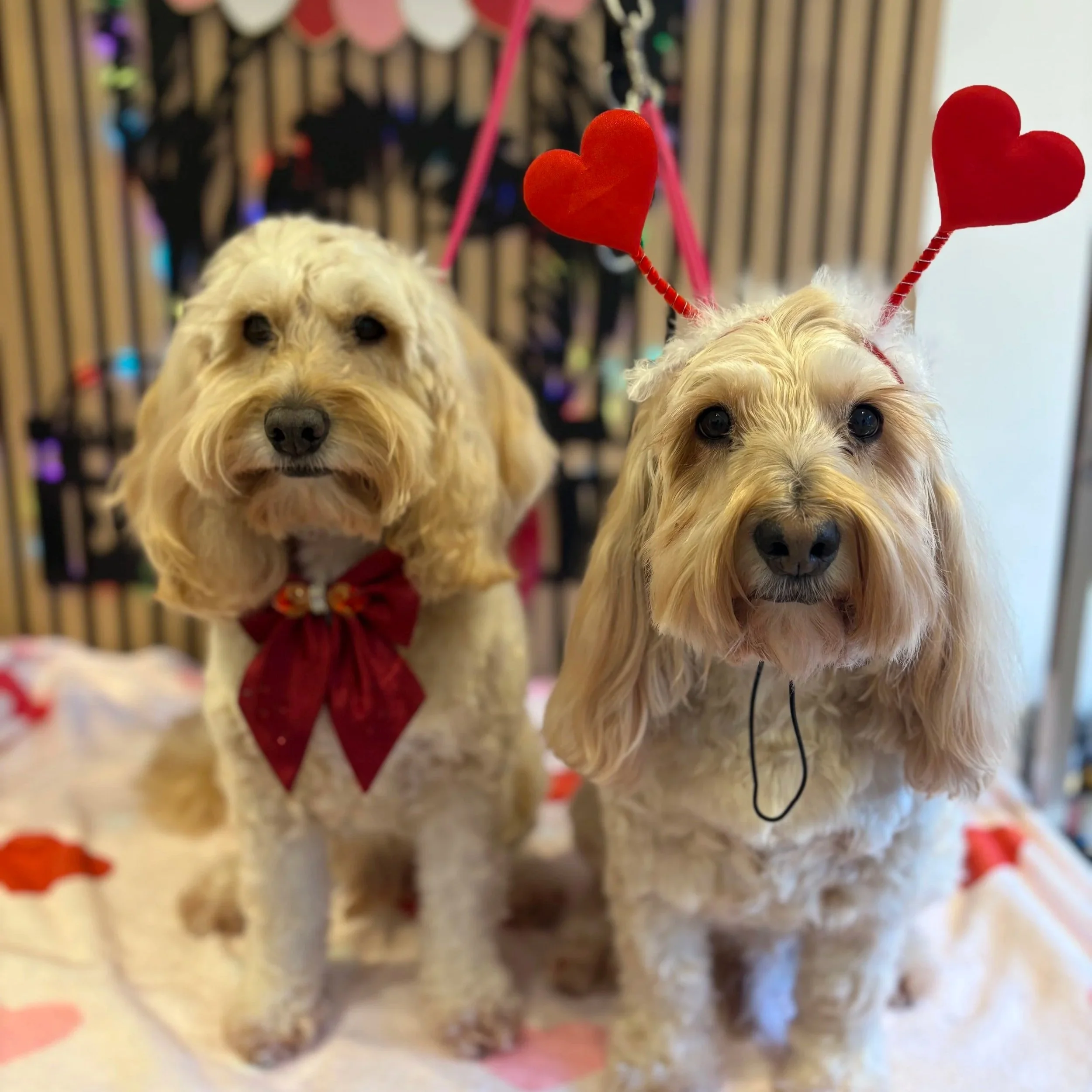 Chas & Harley - Bath & Blowdry