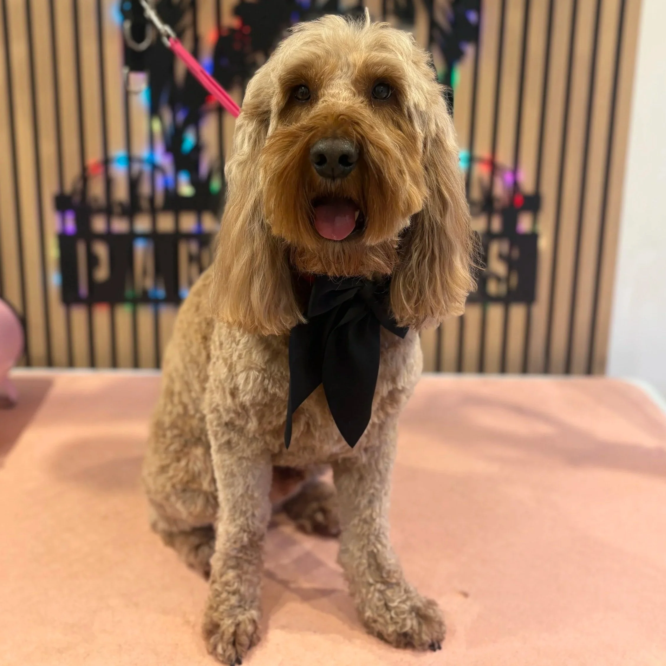 Bailey - Full Groom