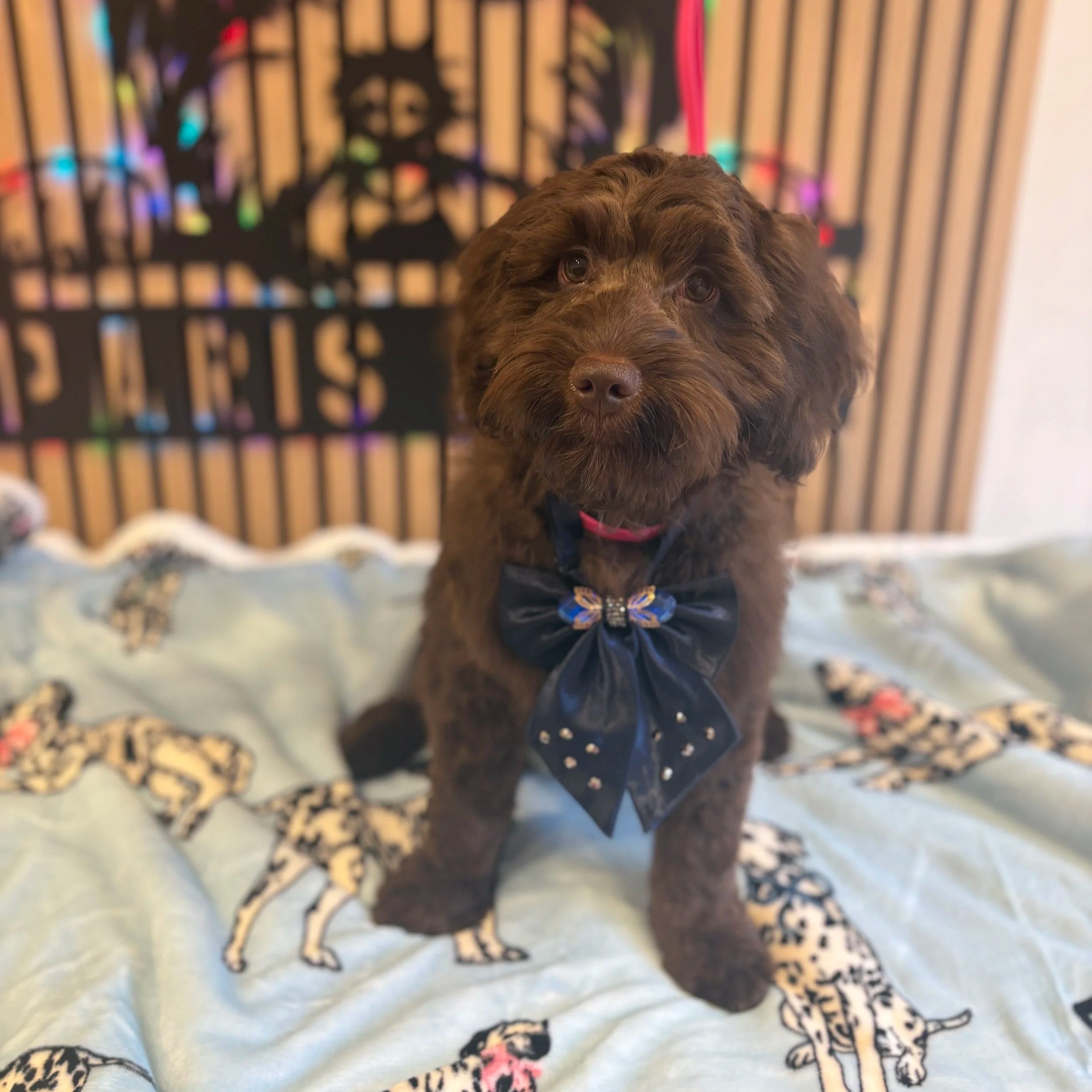 Charlie - Puppy Groom