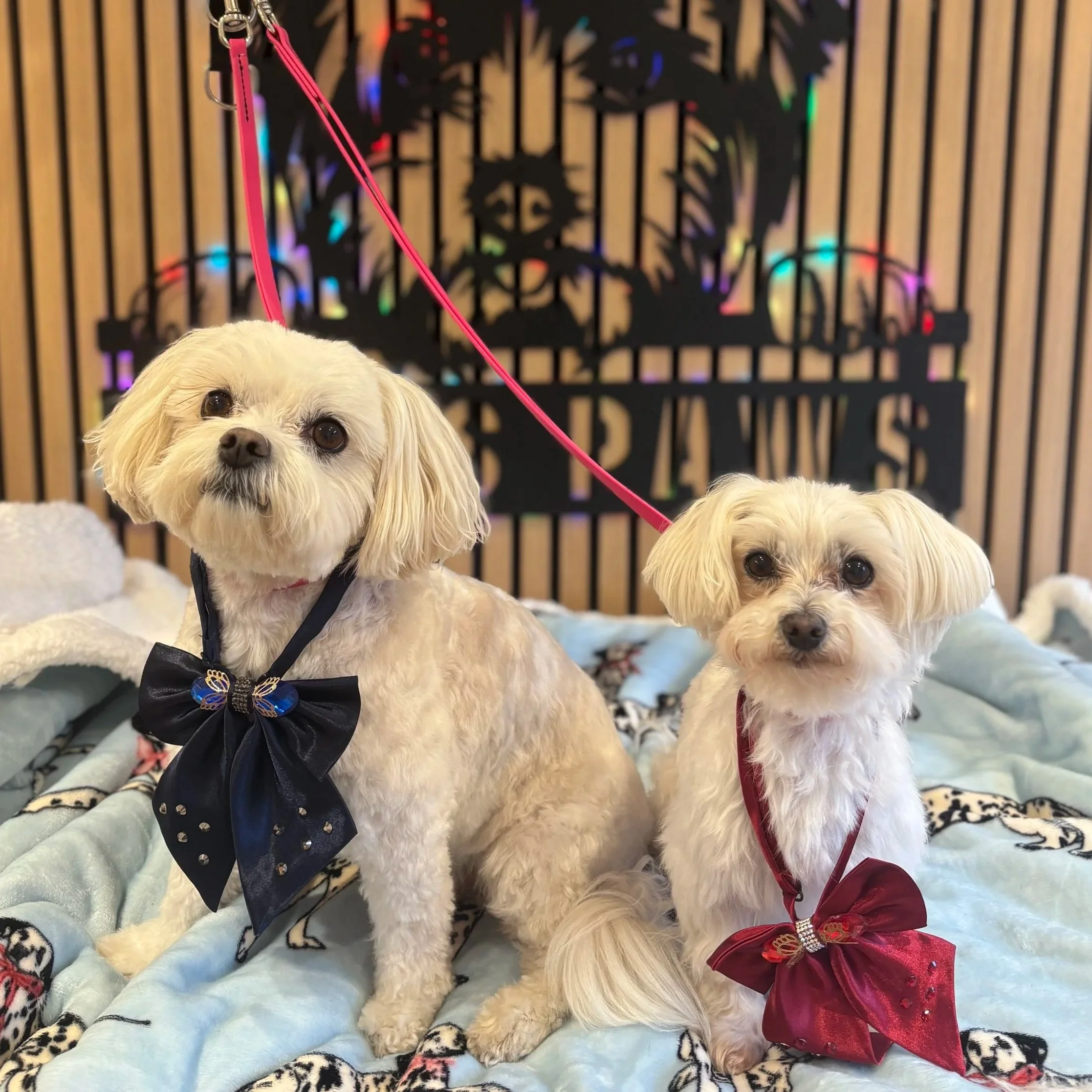 Jack & Lola - Full Groom