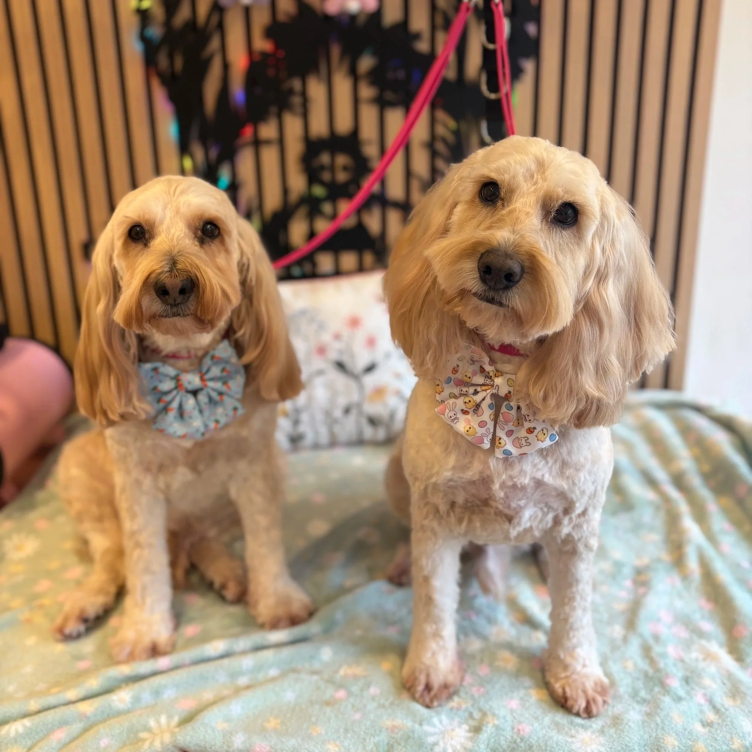 Chas & Harley - Full Groom