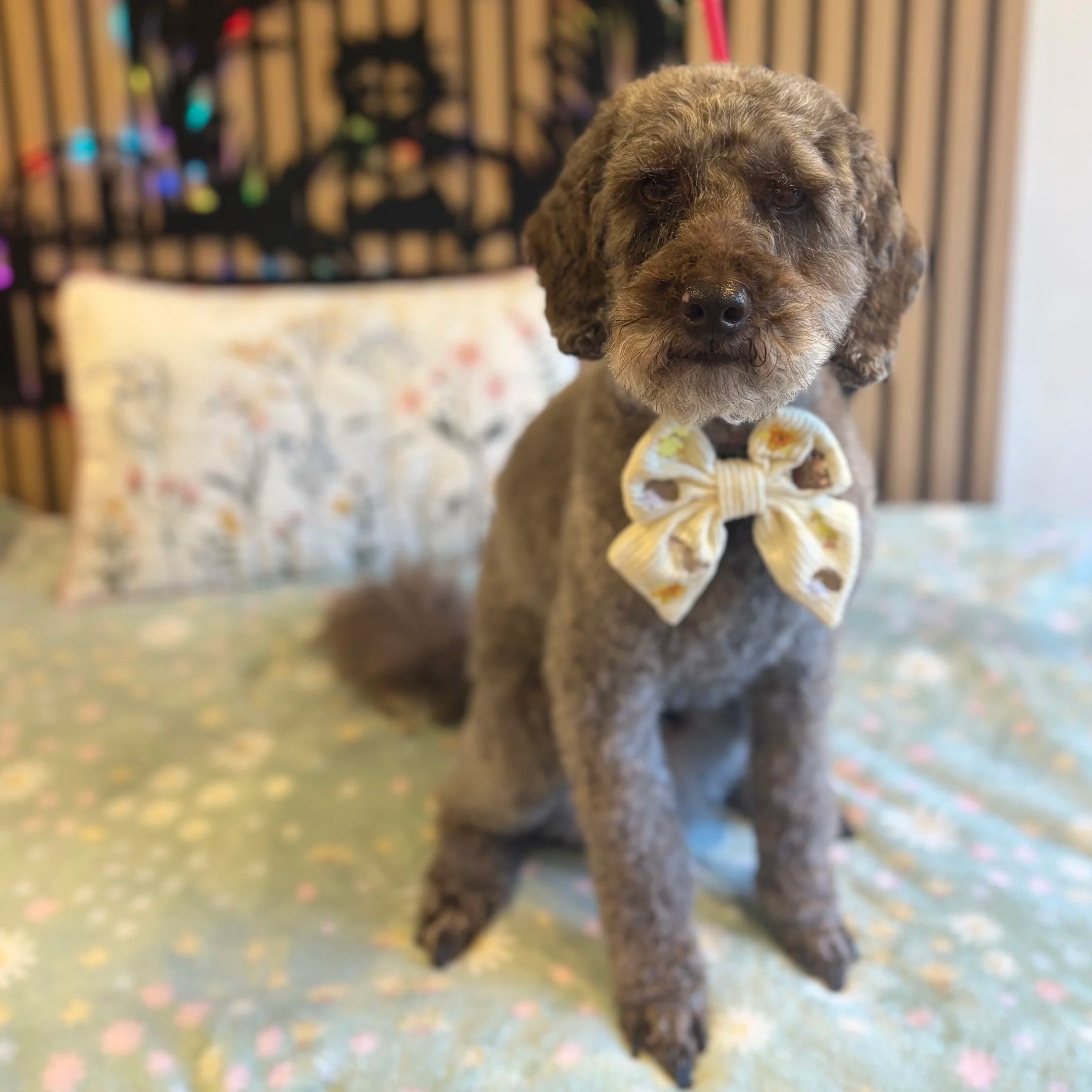 Teddy - Full Groom