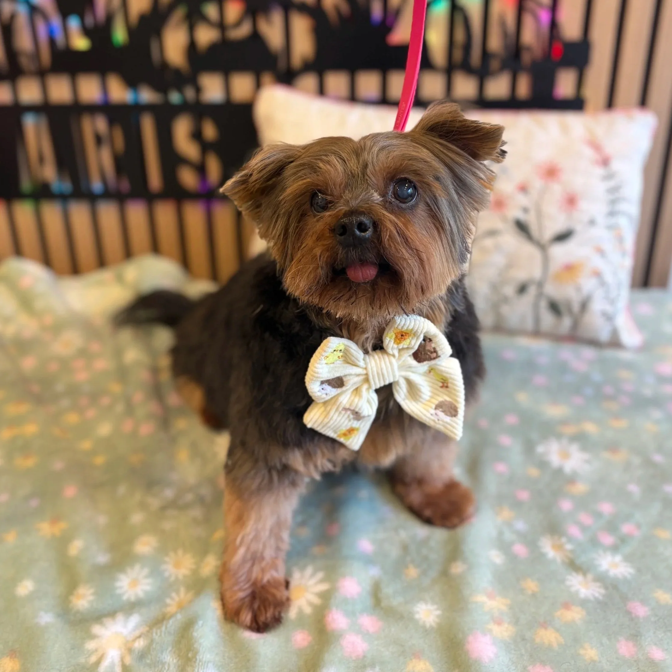 Sparkie - Full Groom