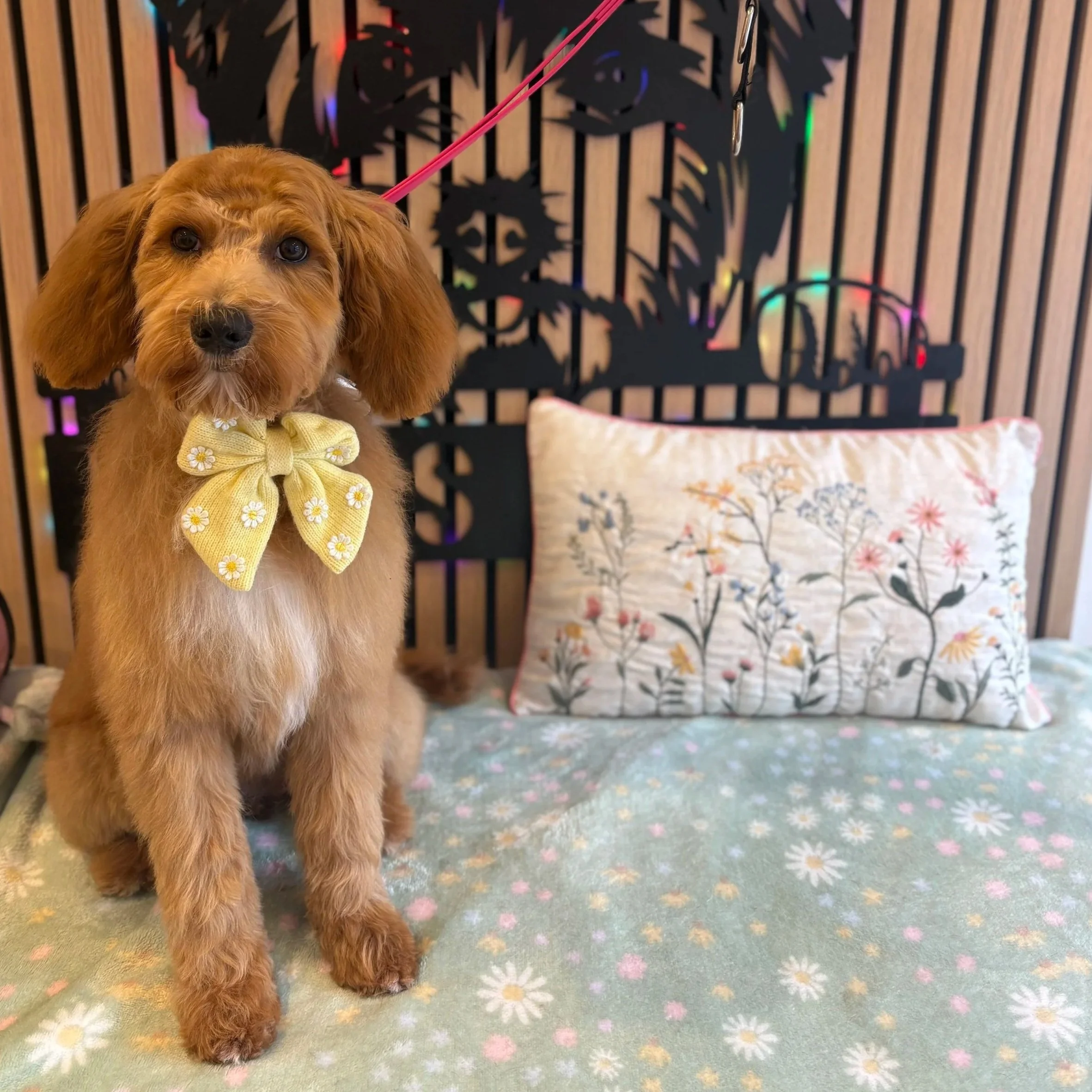 Bronte - Puppy Groom