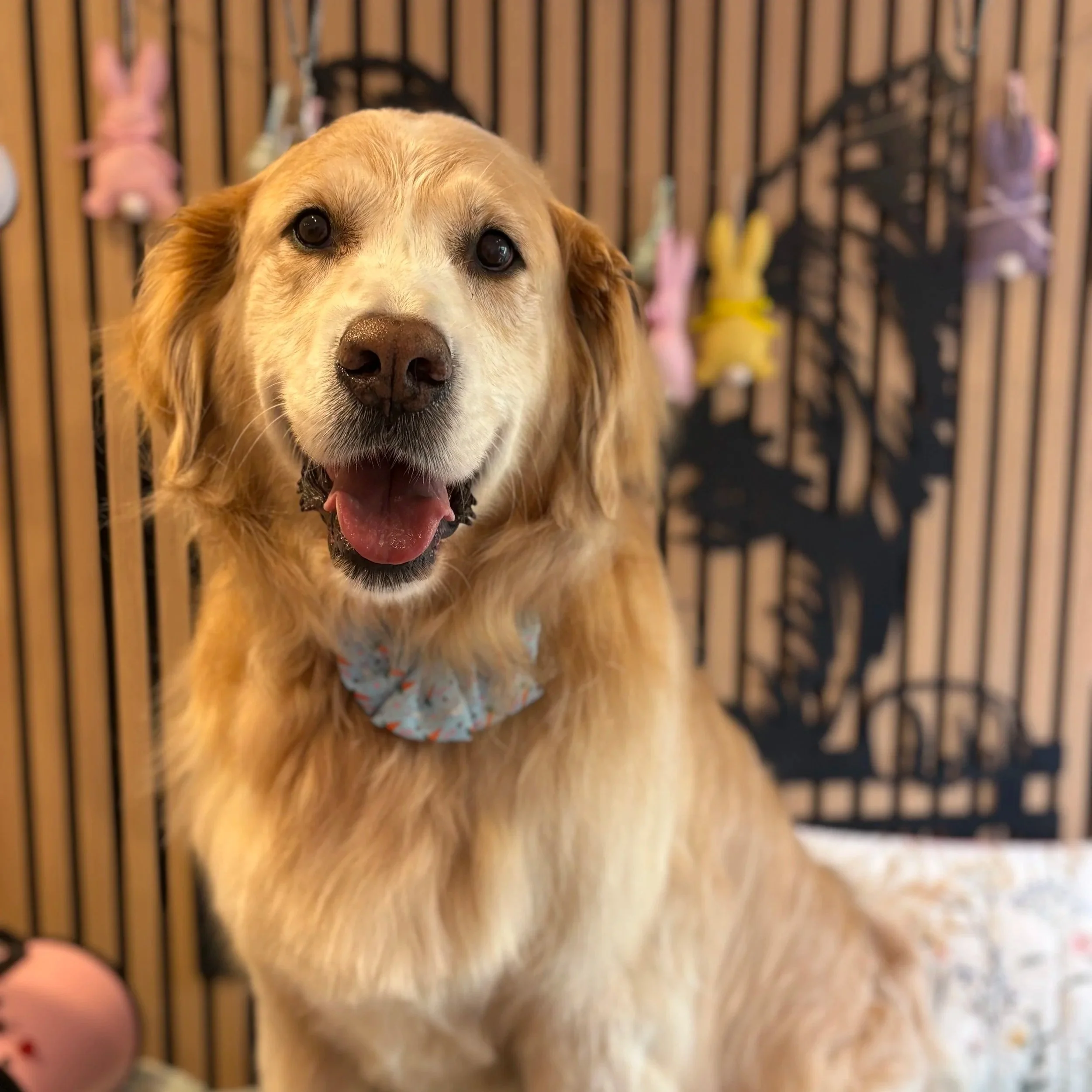 Ollie - Full Groom
