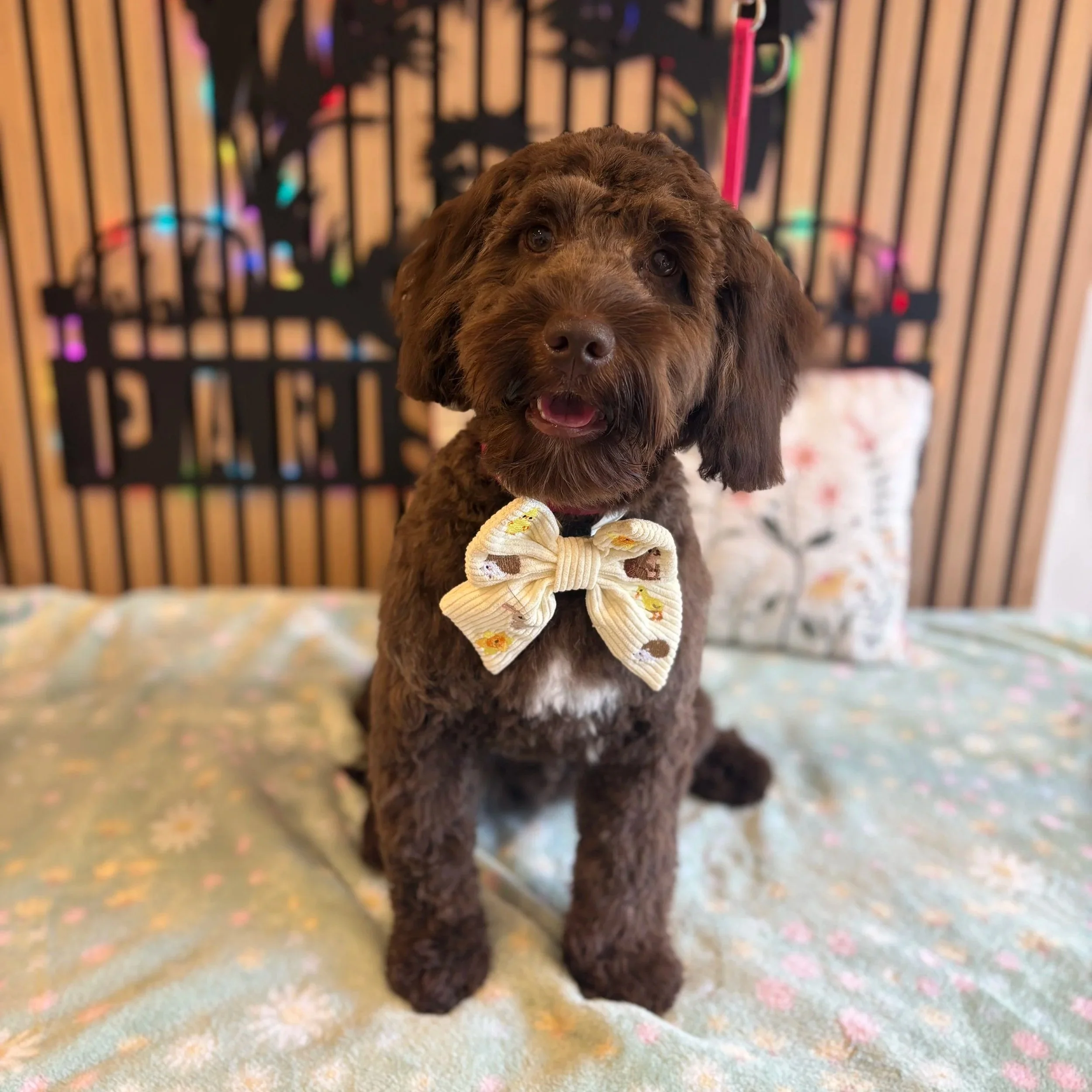 Charlie - Puppy Groom