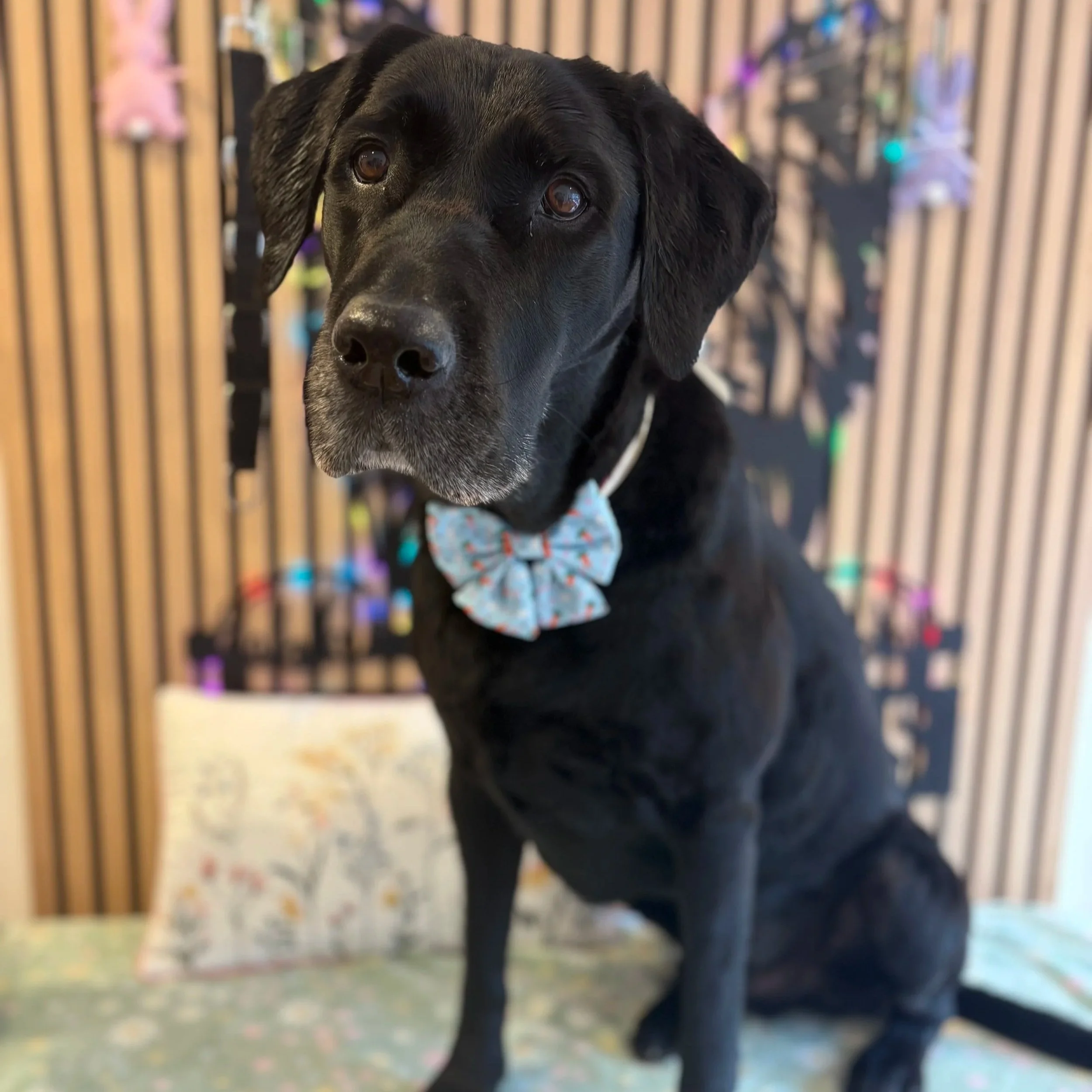 Chester - Bath & Blowdry