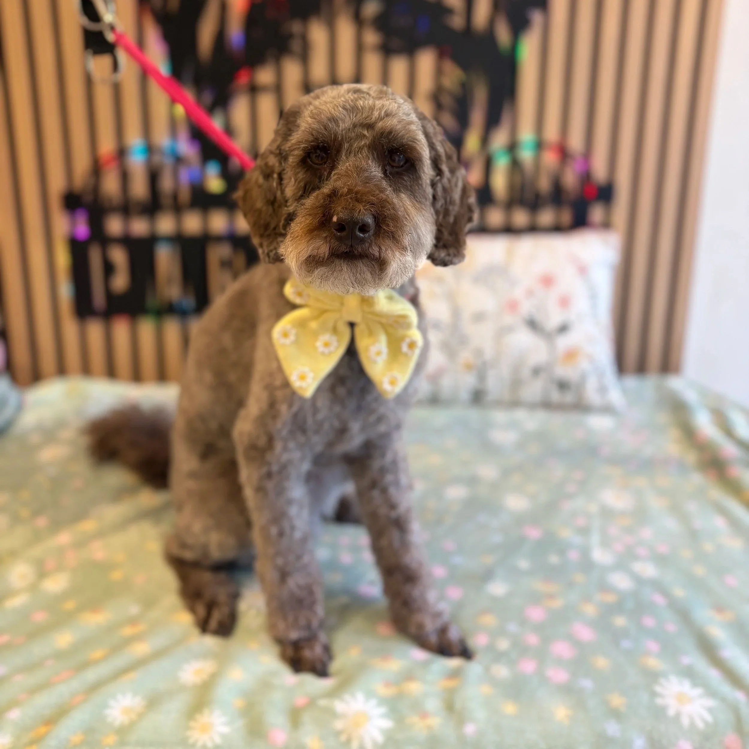 Teddy - Full Groom