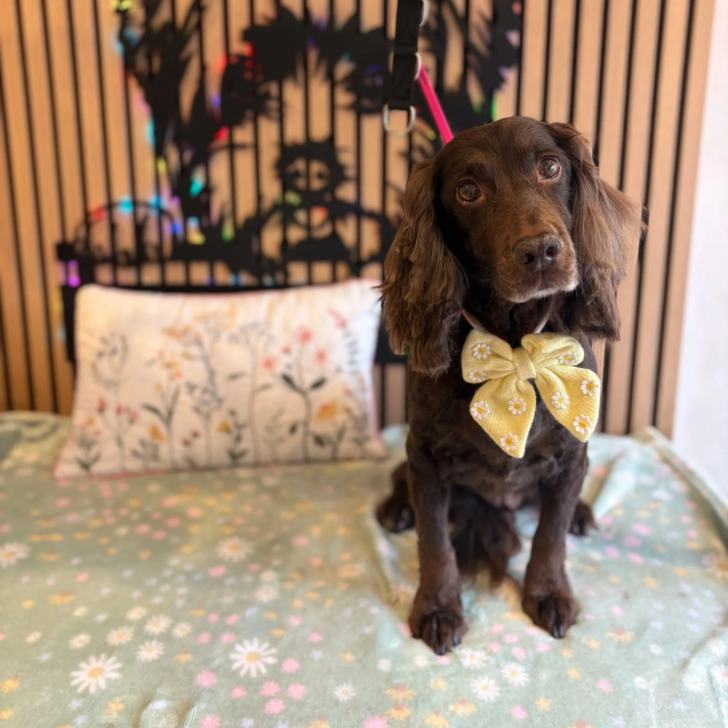 Olive - Full Groom