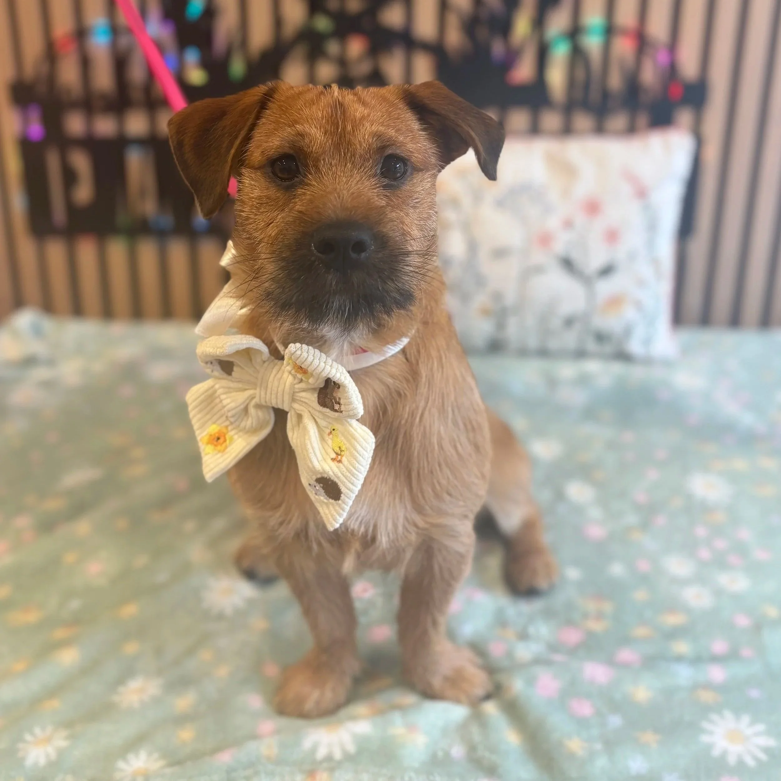 Lenny - Puppy Groom