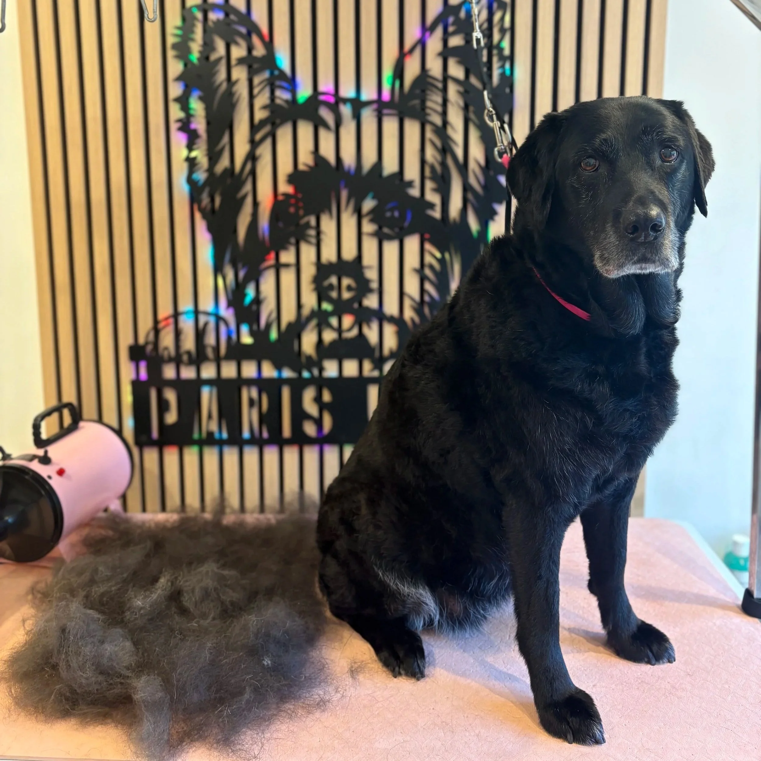 Bo - Deshed Groom