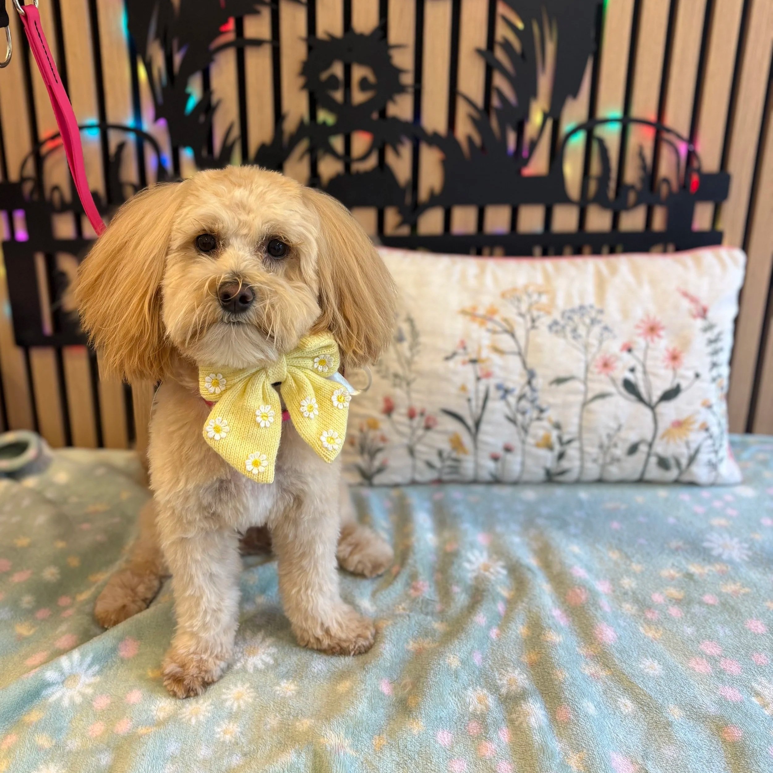 Daisy - Full Groom