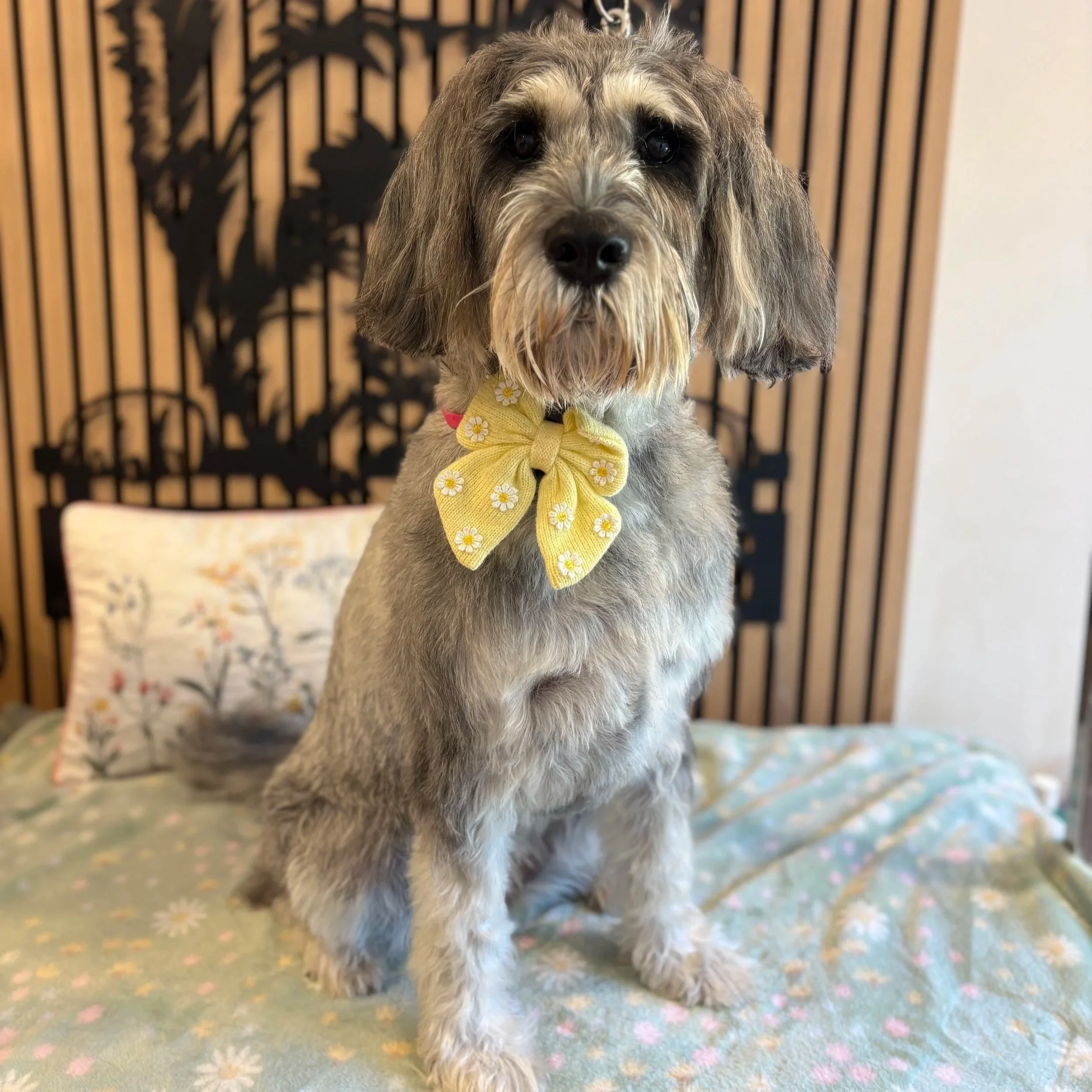 Winnie - Bath & Blowdry