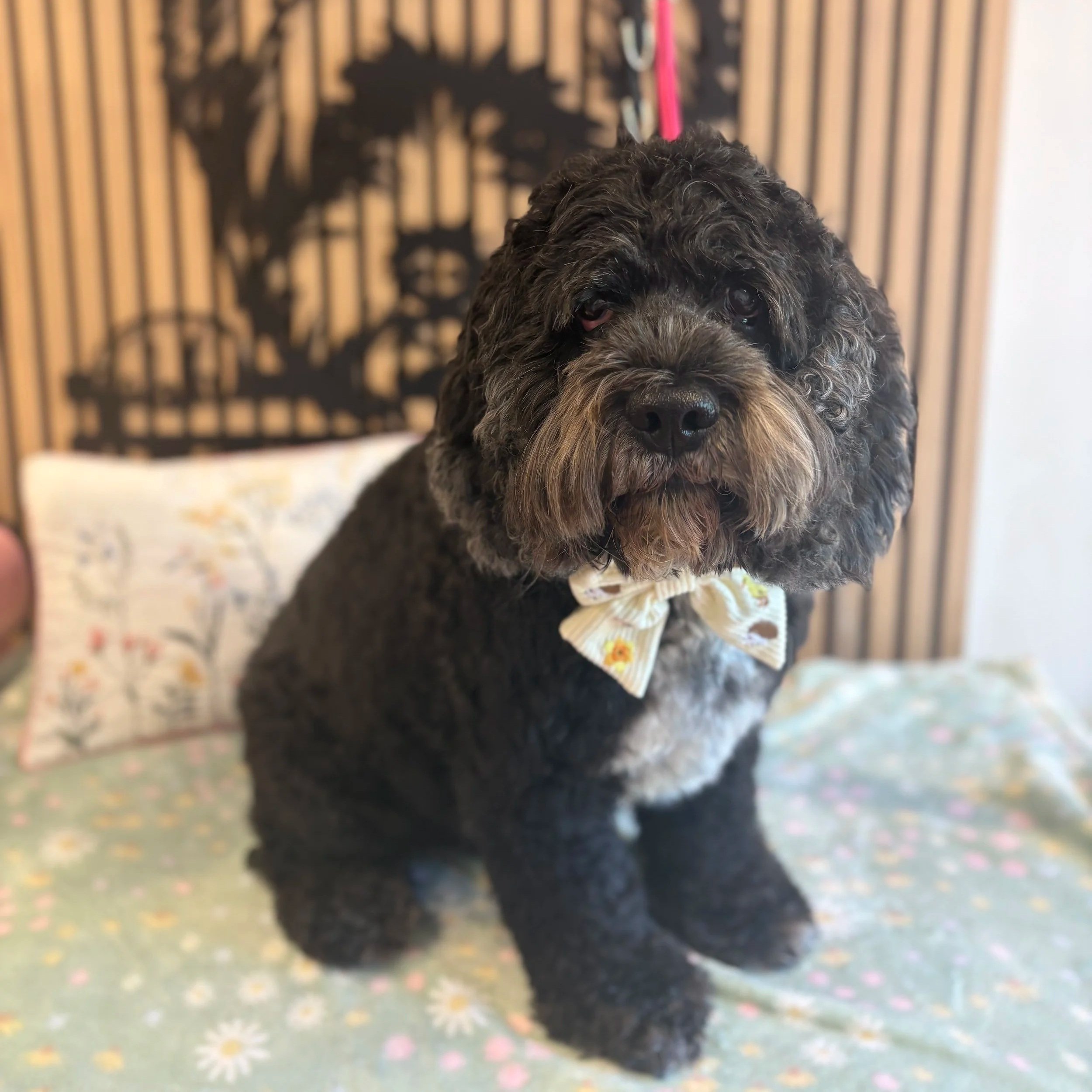 Buddy - Bath & Blowdry