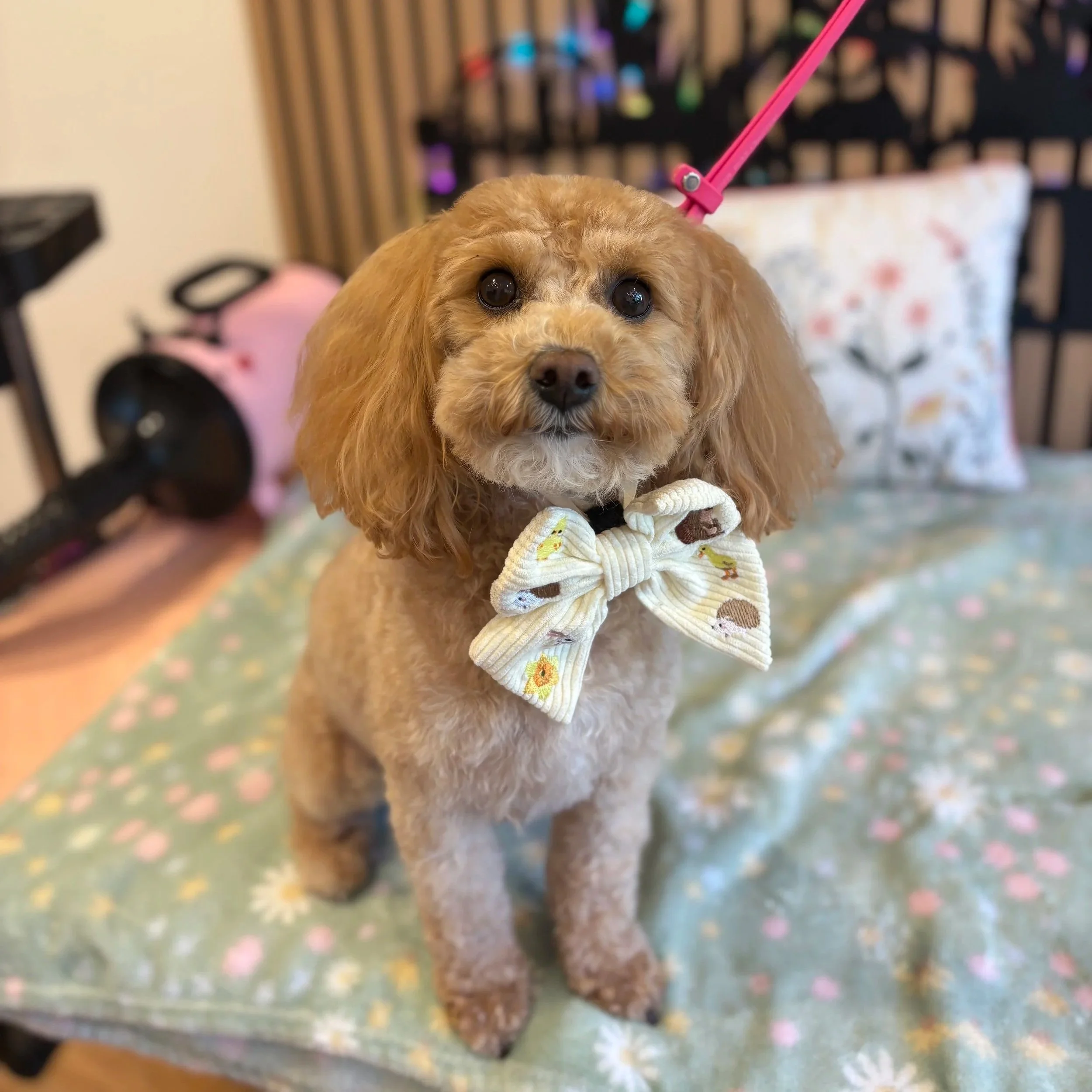 Daisy - Full Groom