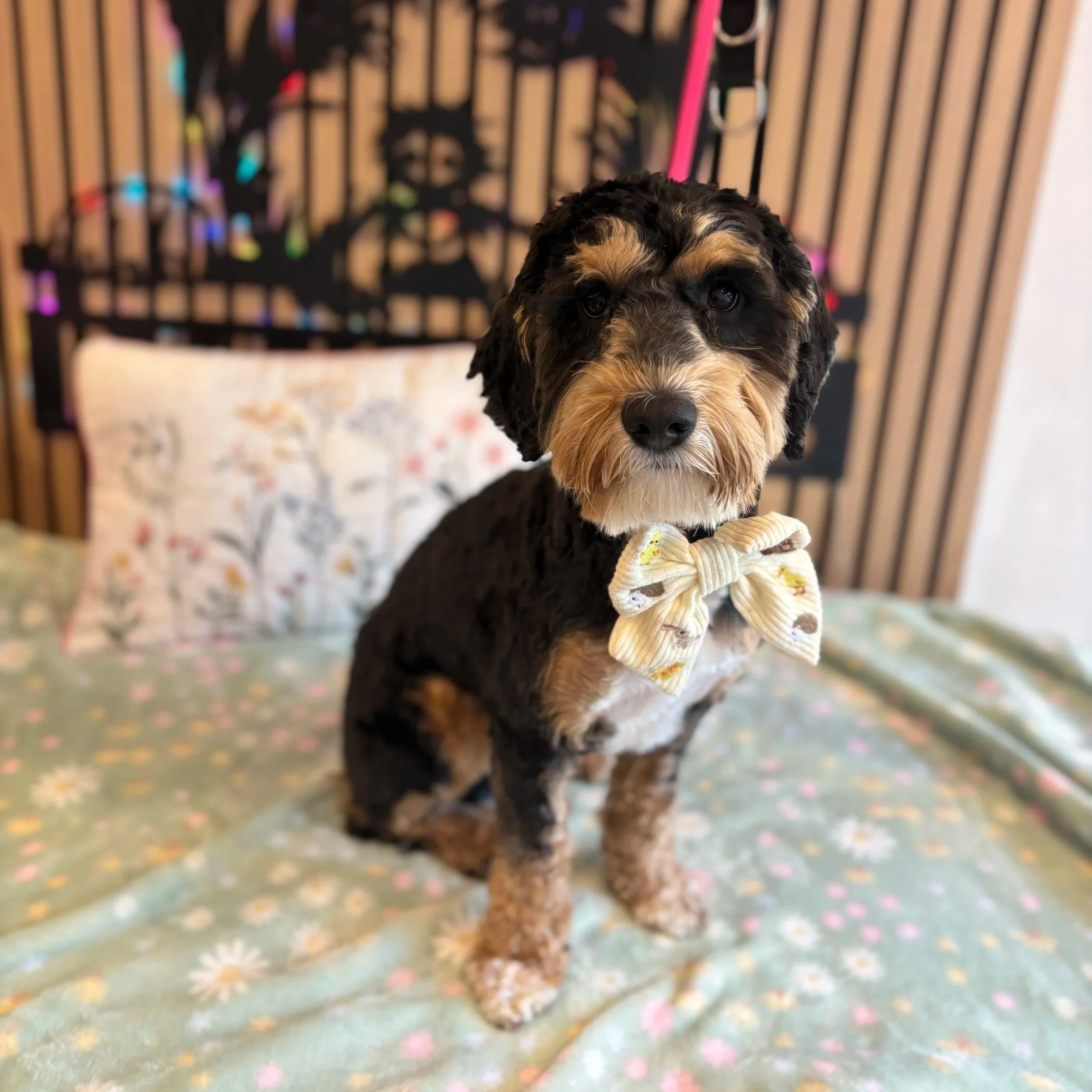 Sunny - Full Groom