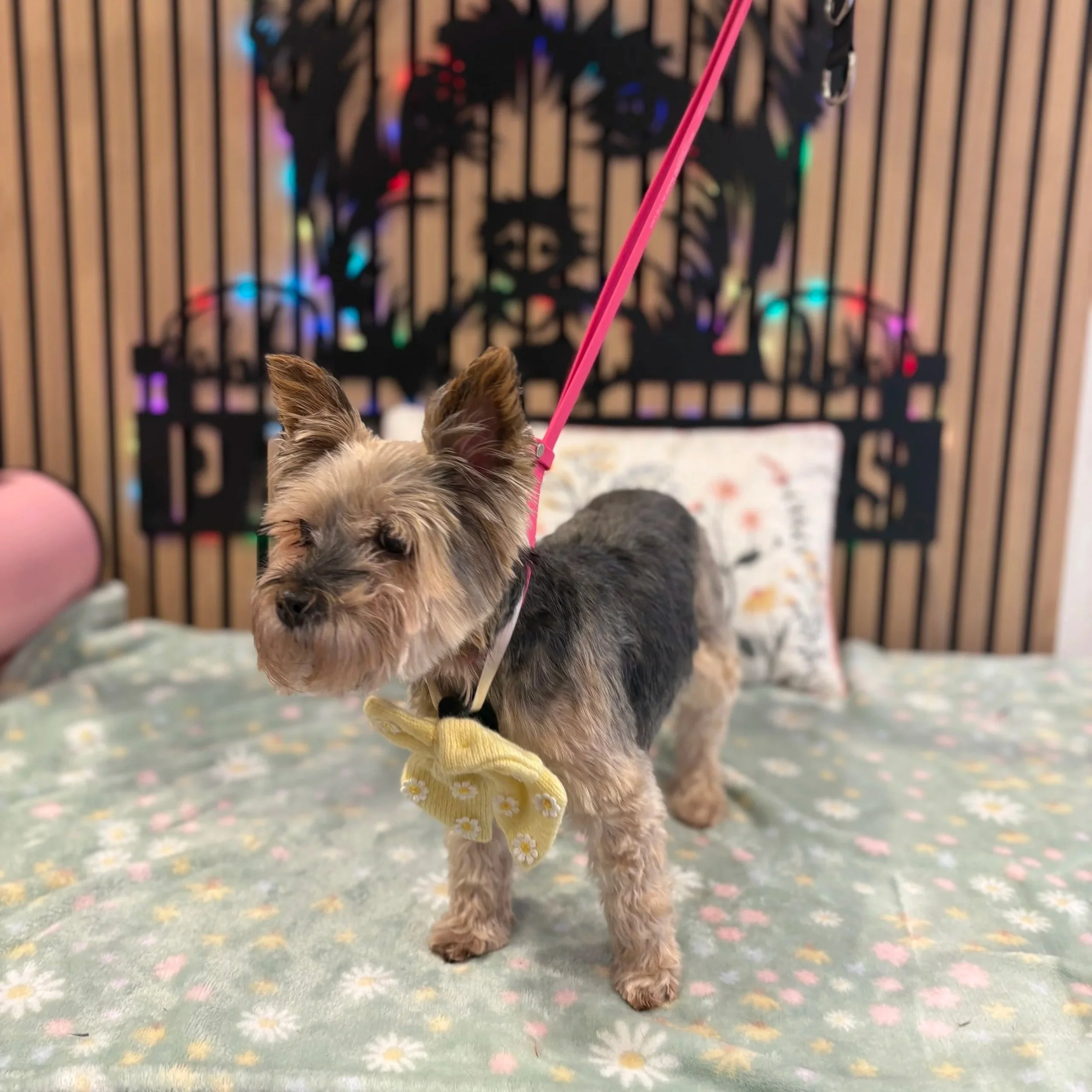 Tinkerbell - Full Groom