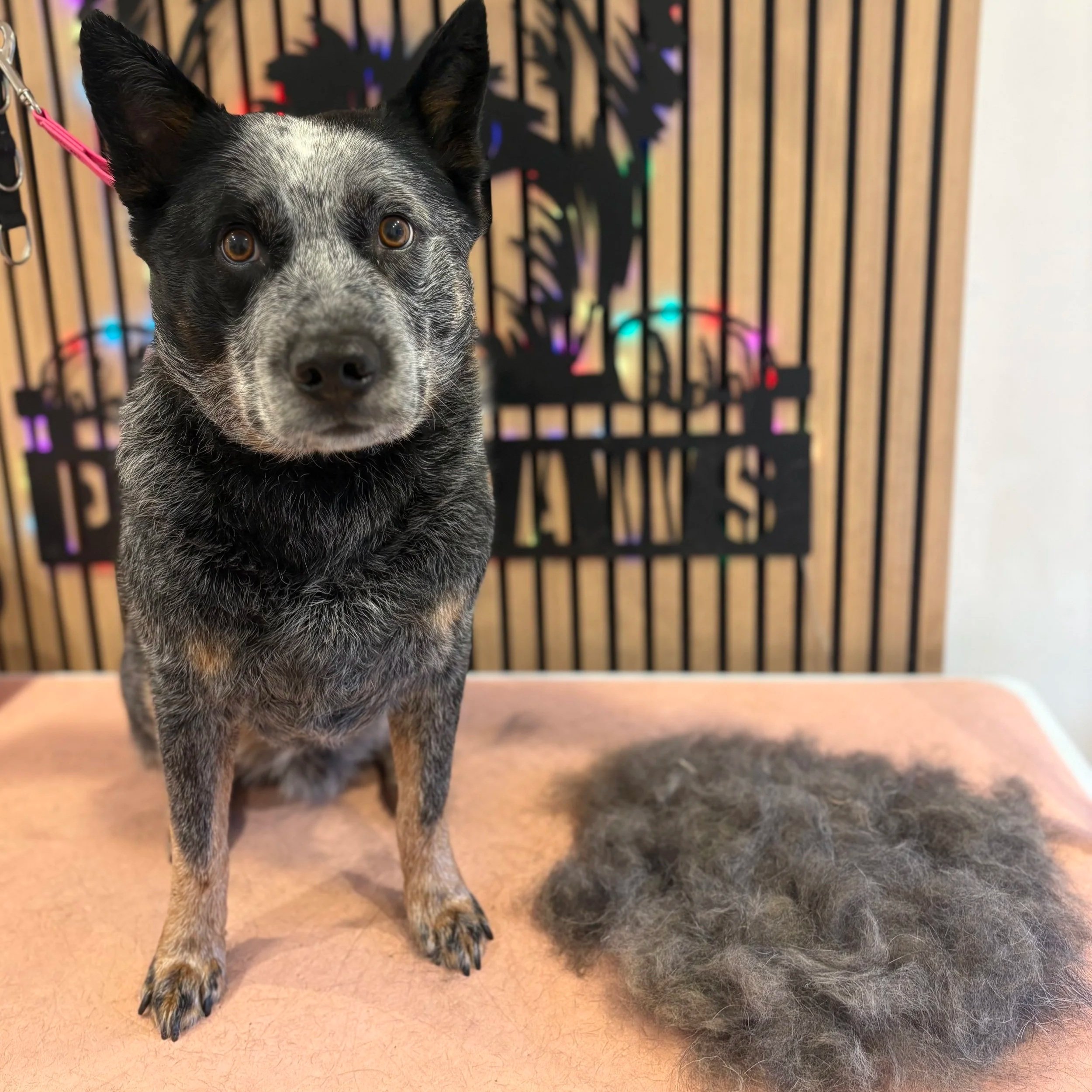Ryder - Deshed Groom