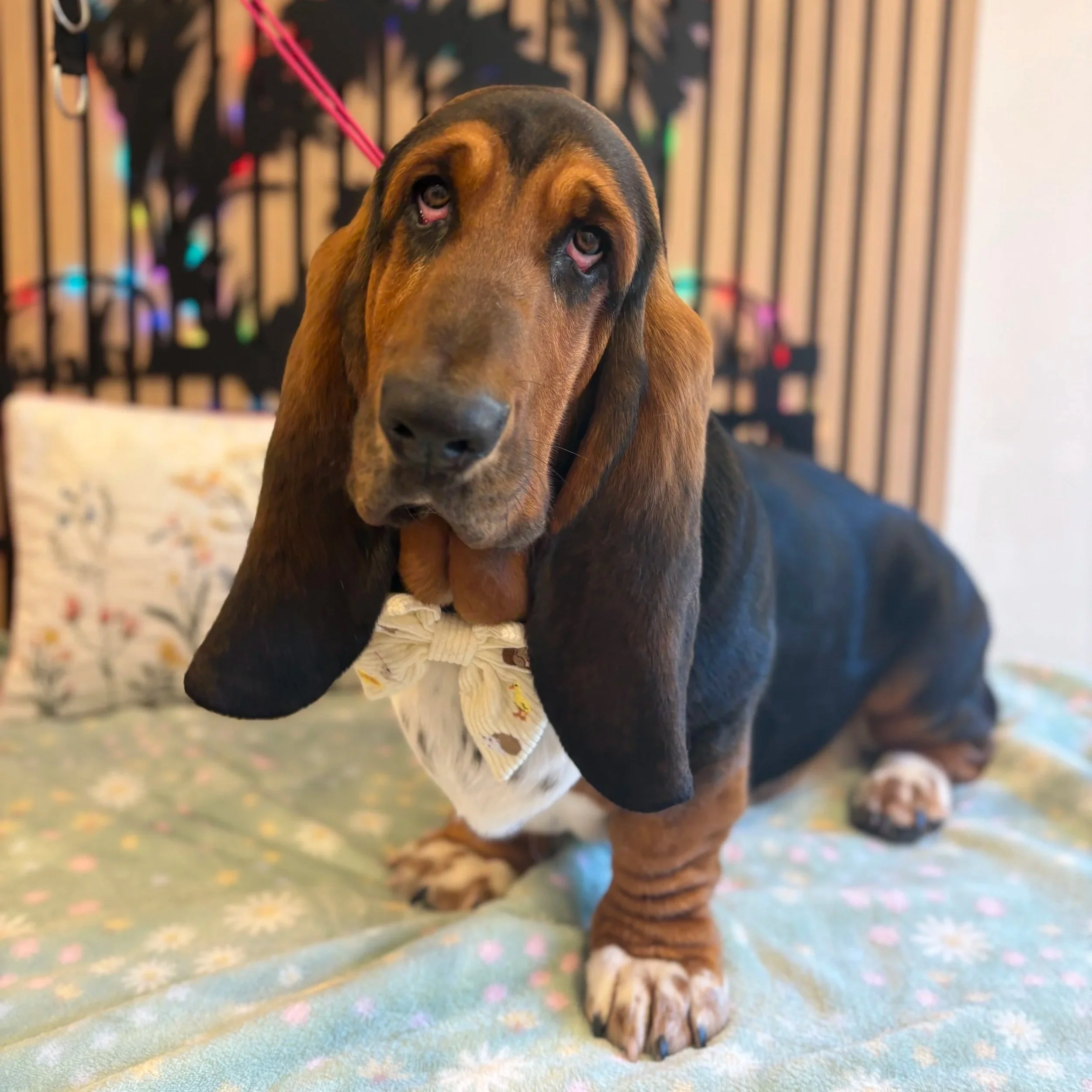 Obi - Deshed Groom