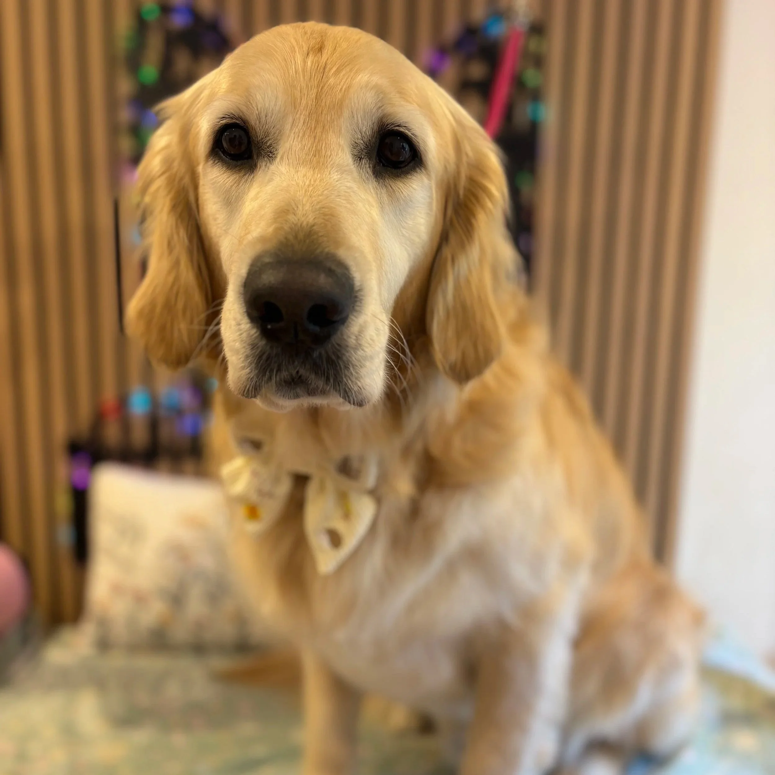 Enzo - Full Groom